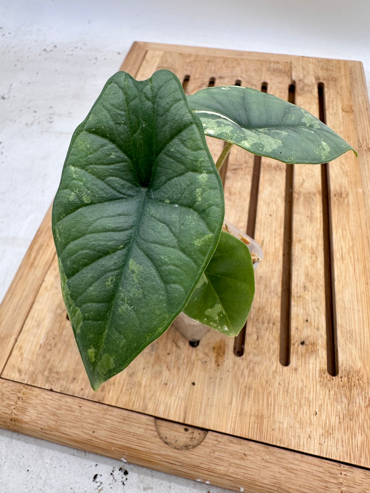 Alocasia Platinum Albo Variegated