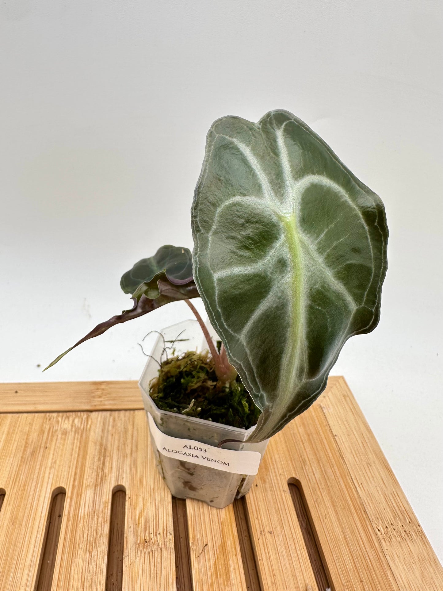 Alocasia Venom