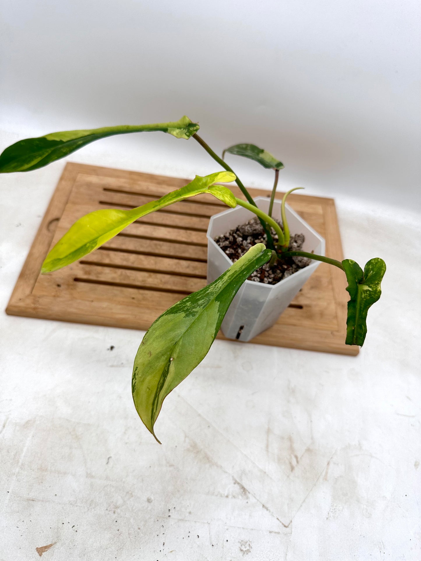 Philodendron Joepii Variegated - August Sale