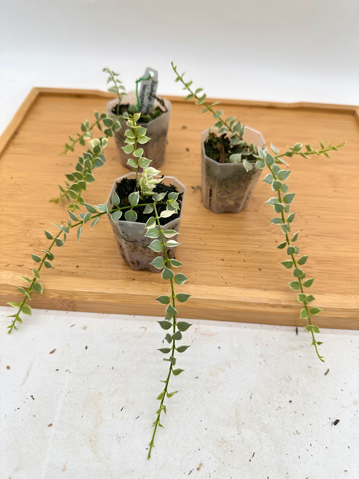 Dischidia Ruscifolia Variegated