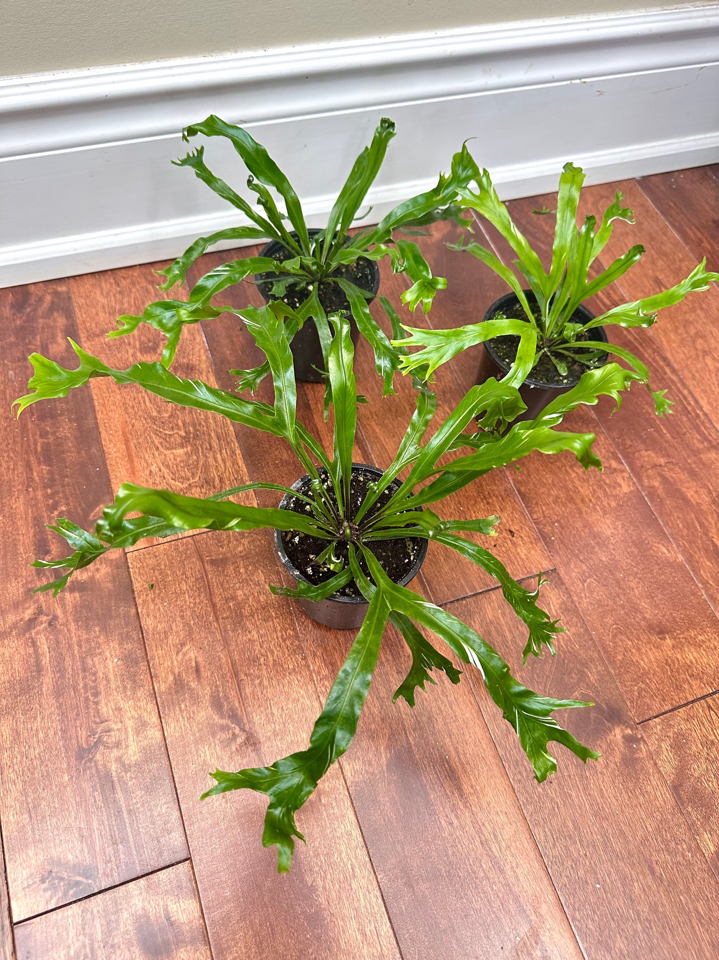 Variegated Bird’s Nest Fern - Thanksgiving Sale 💚