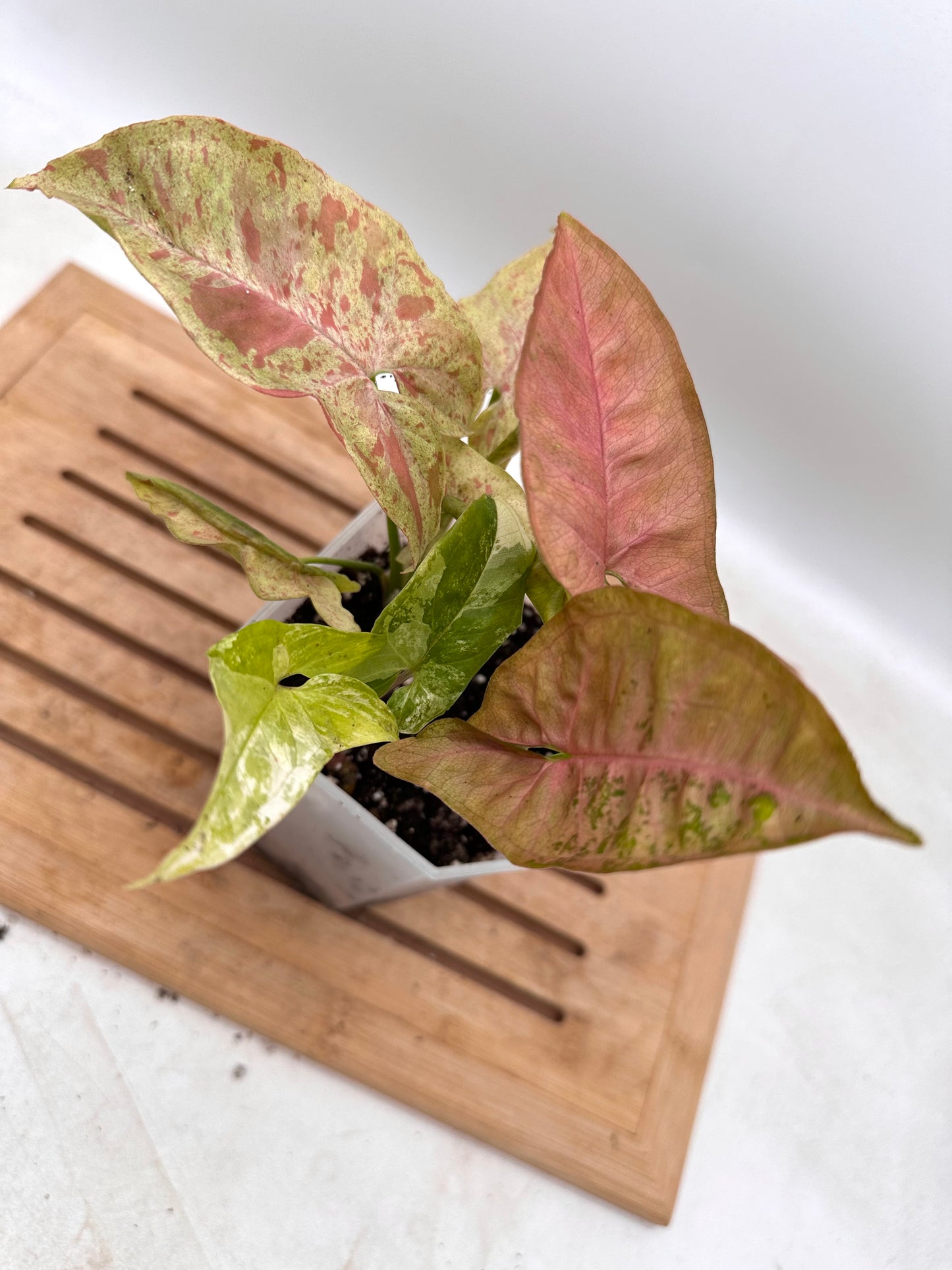 Mixture of Syngoniums - Pink Flecked, Milk Confetii, Albo - August Sale