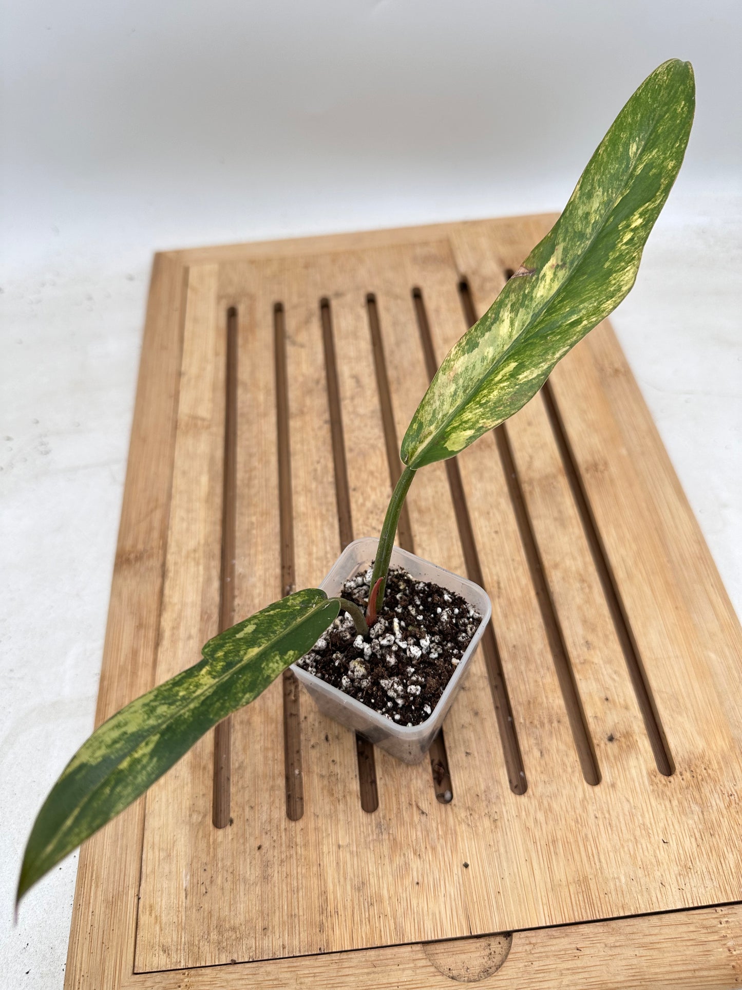 Philodendron Caramel Marble Variegated