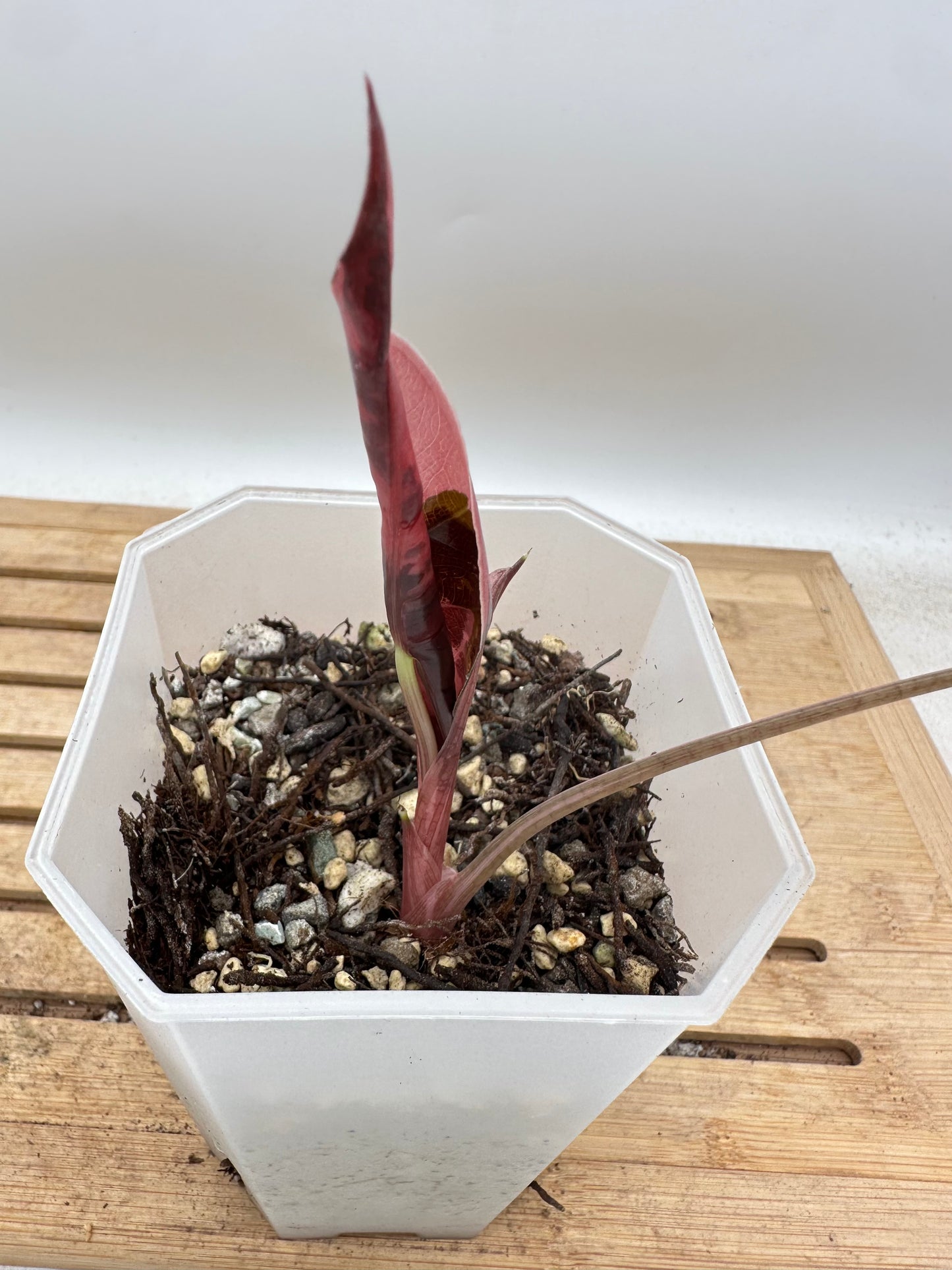 Alocasia Chantrieri Pink Variegated - Thanksgiving Sale