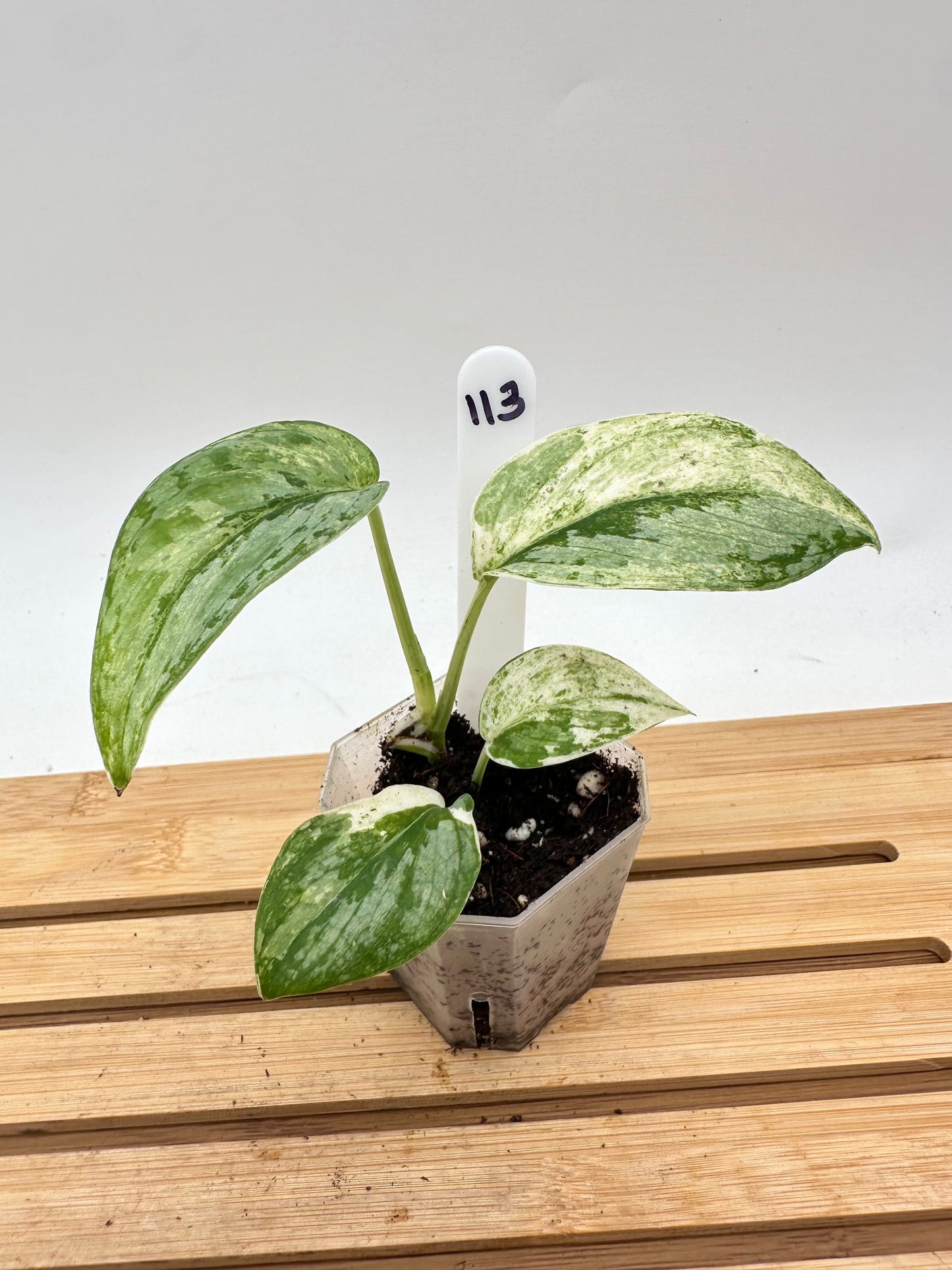 Scindapsus Silver Cloud Variegated