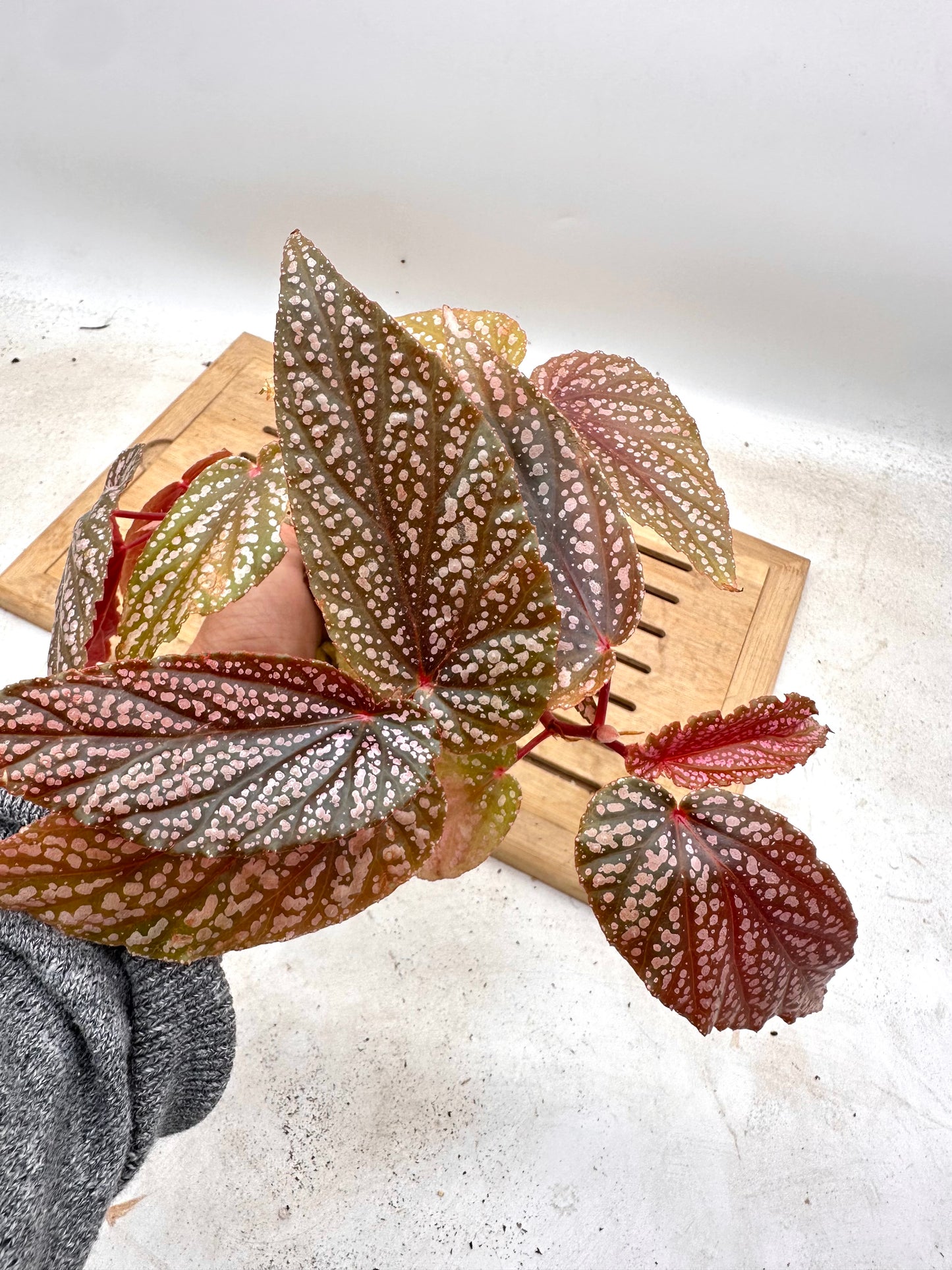 Free With Any Combo Purchase - One Per Order - Until Supply lasts