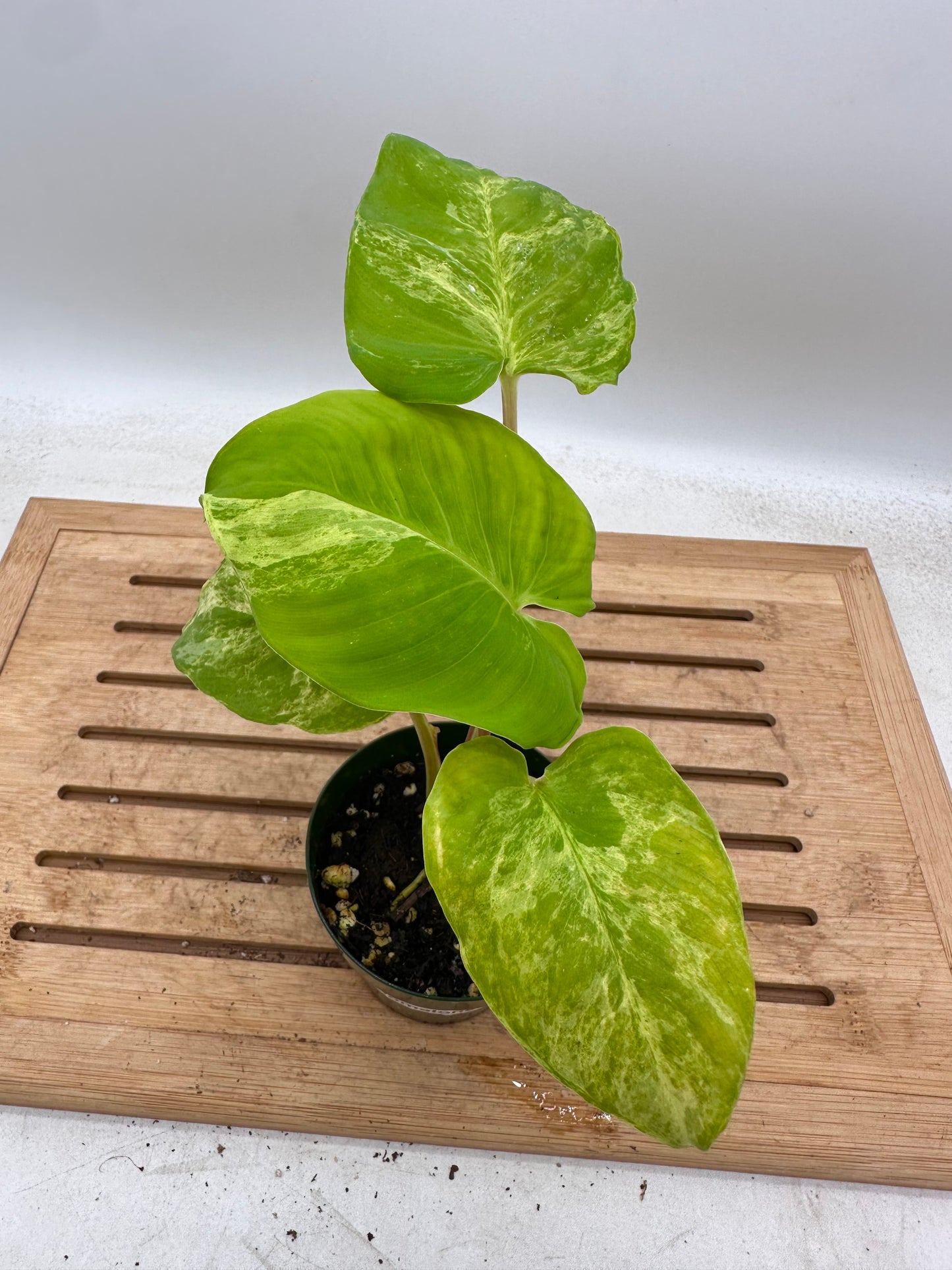 Homalonema Variegated - August Sale