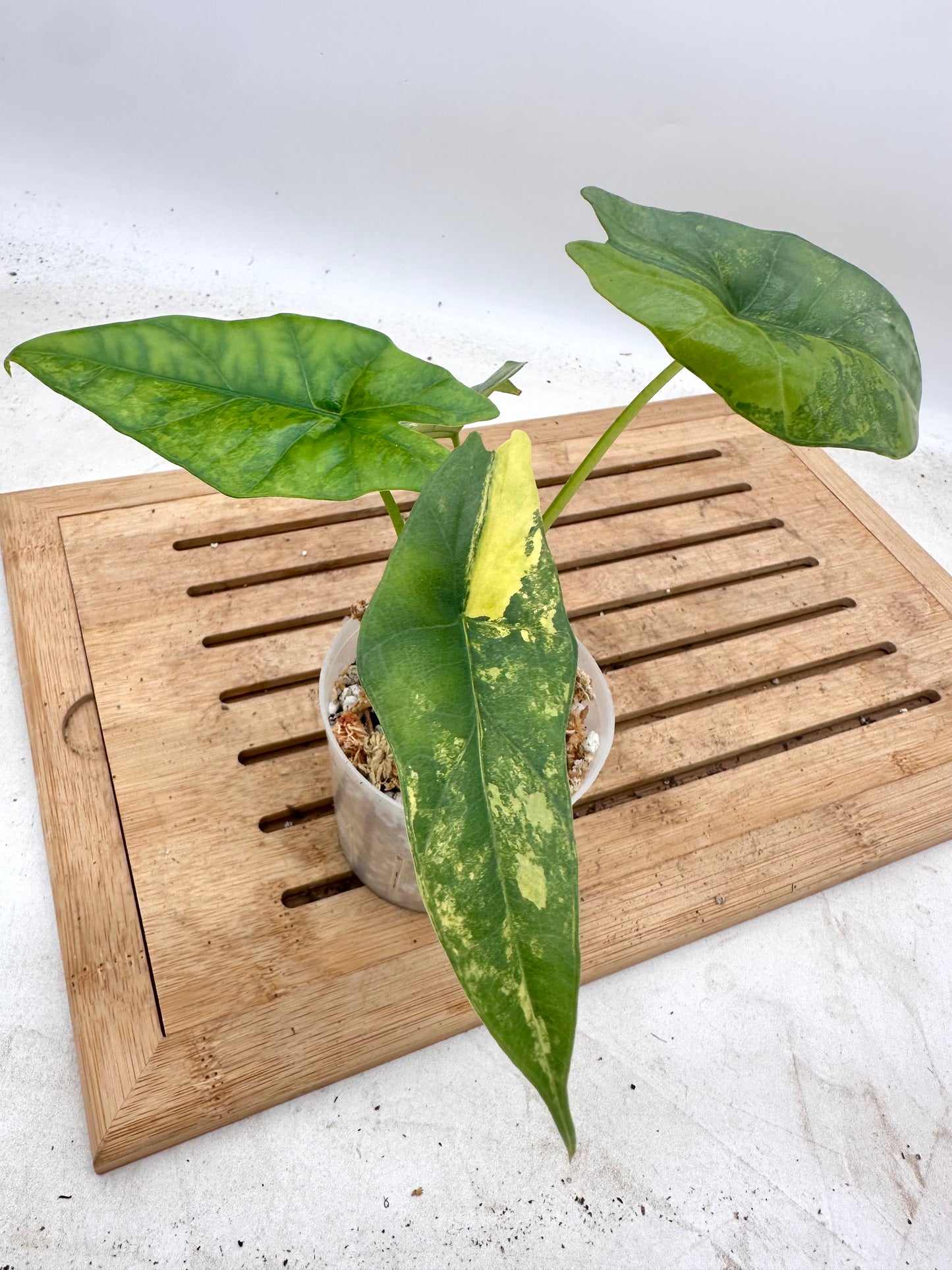 Alocasia Simpo Aurea Variegated 🦄 - August Sale