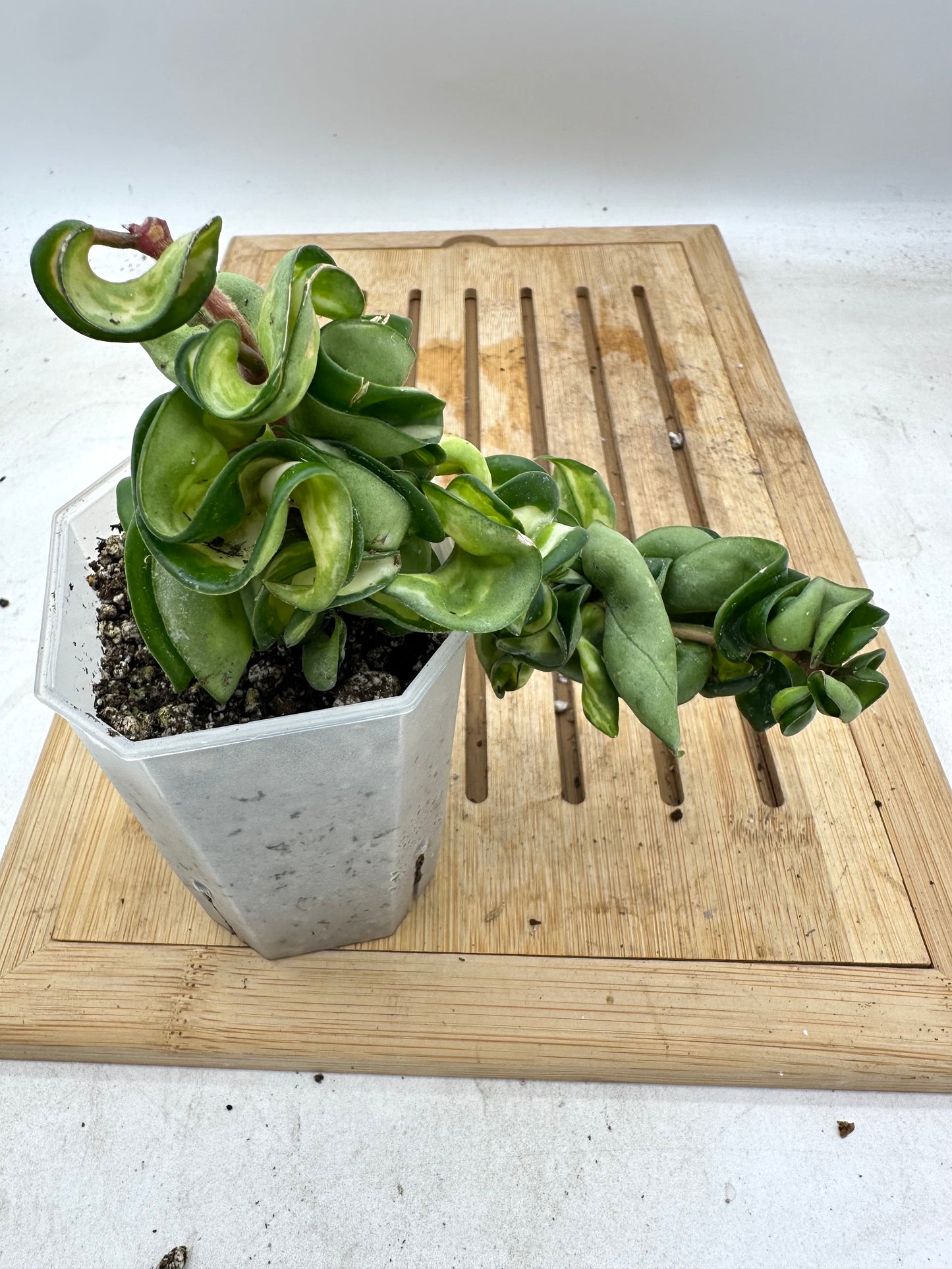 Hoya Muana Loa