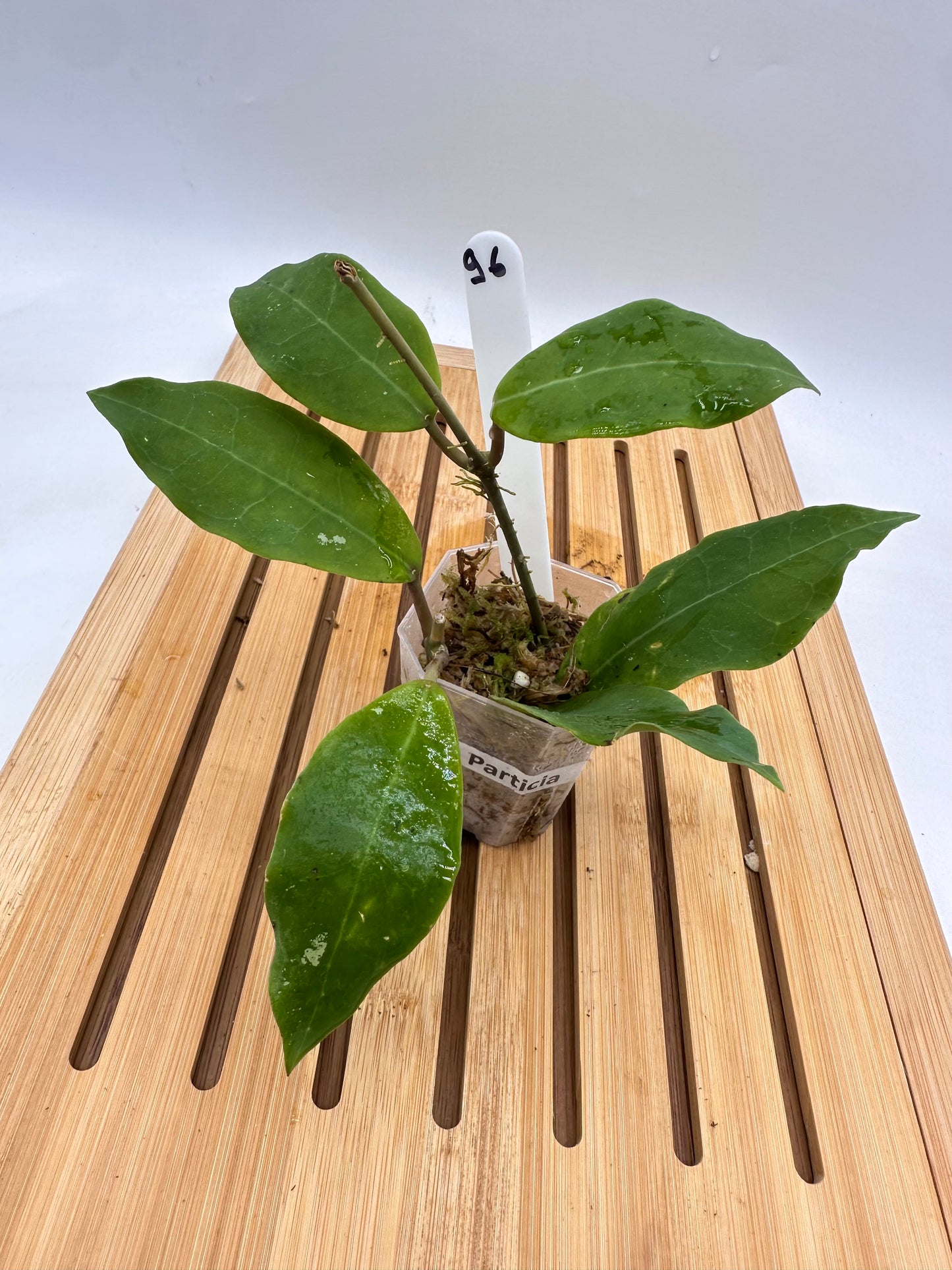 Hoya Patricia 096