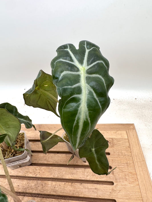 Alocasia Venom