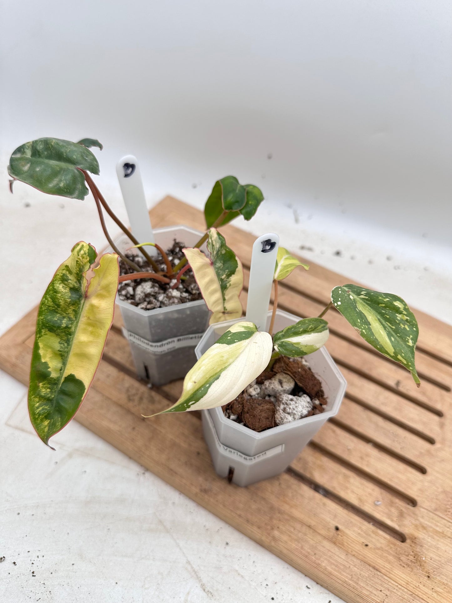 Combo Sale - Philodendron Gloriosum Variegated & Billietiae Variegated