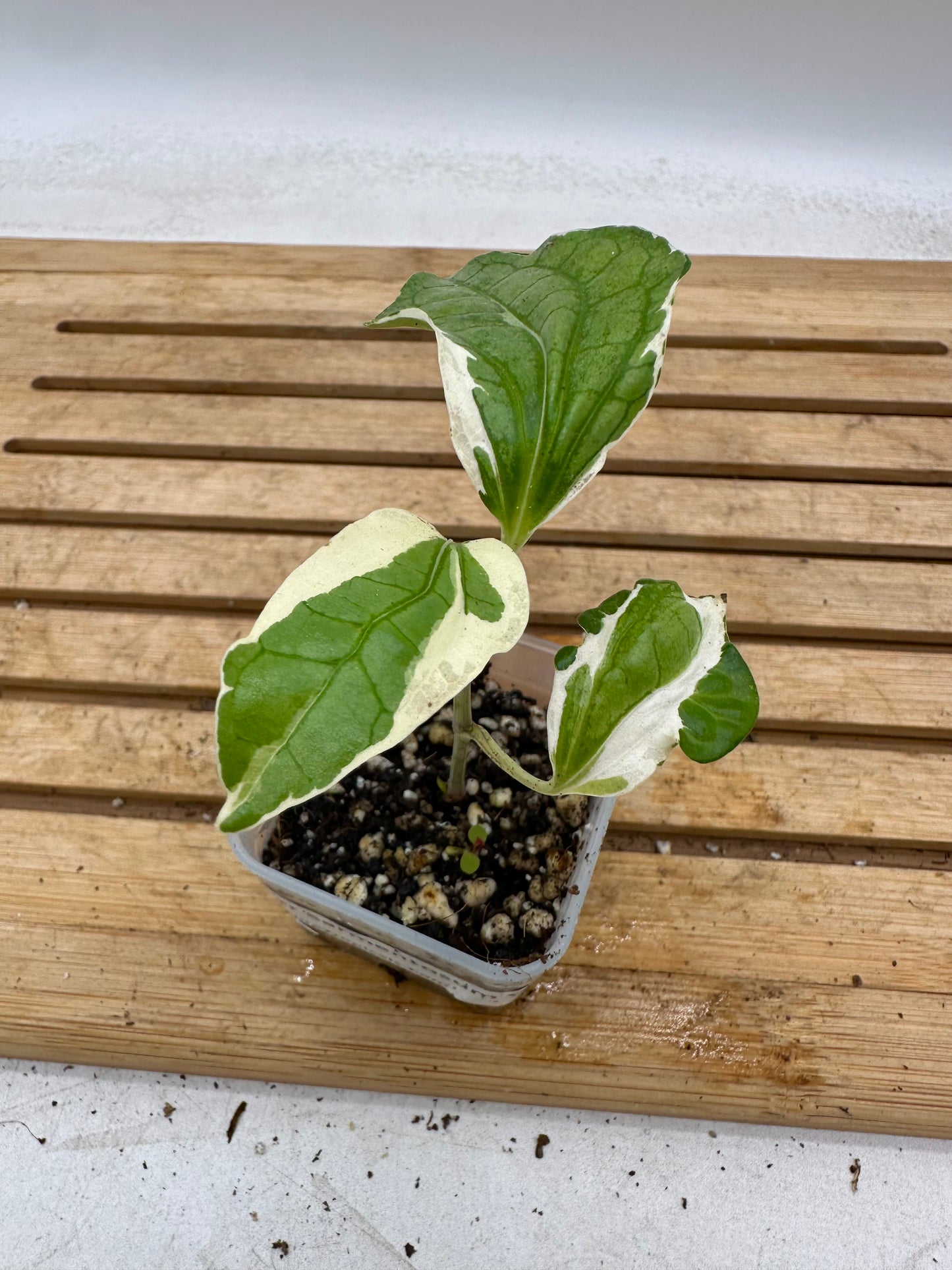 Piper Sarmentosum Variegated - August Sale