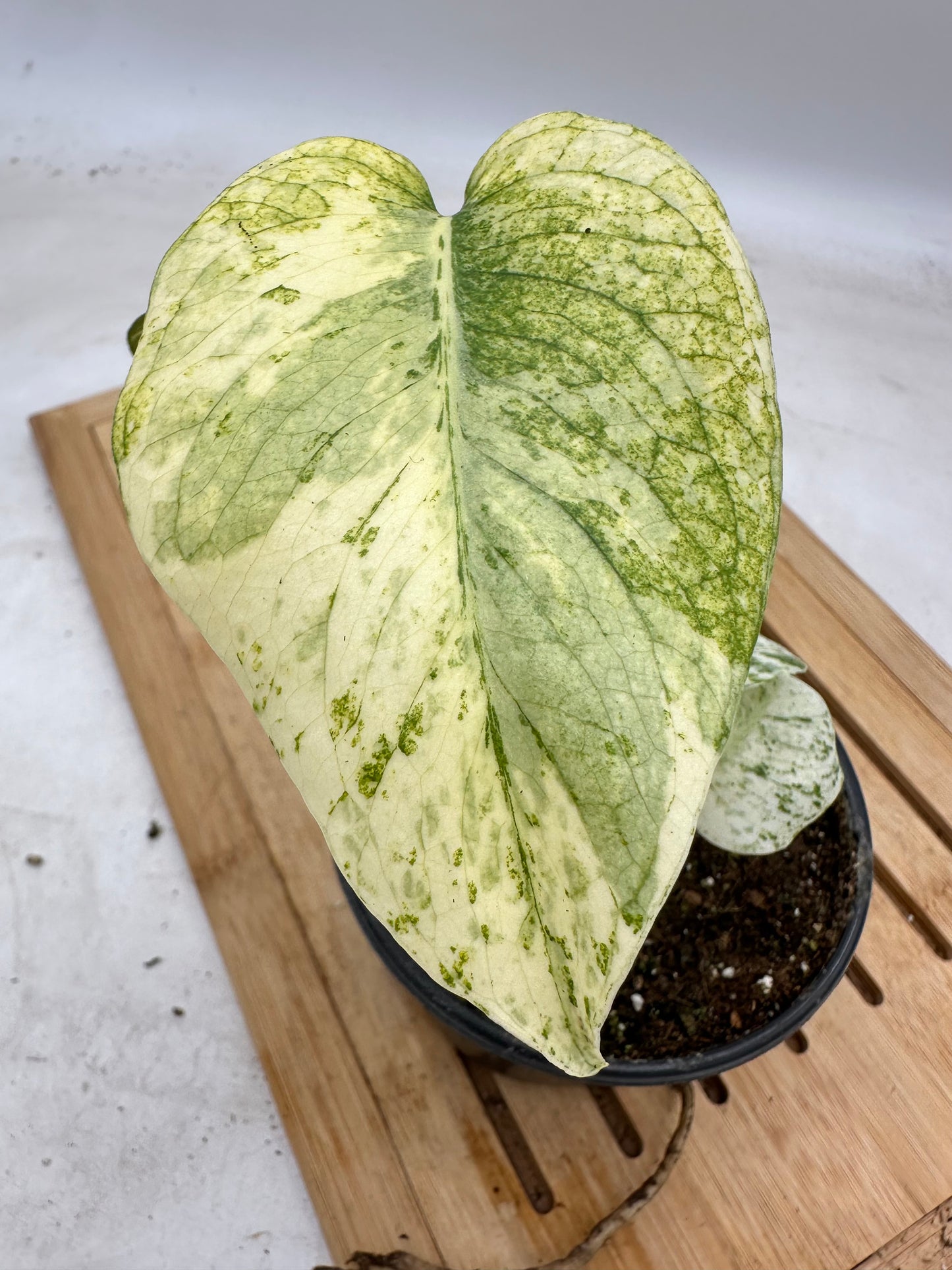 Monstera Mint Noid - Unique Pattern