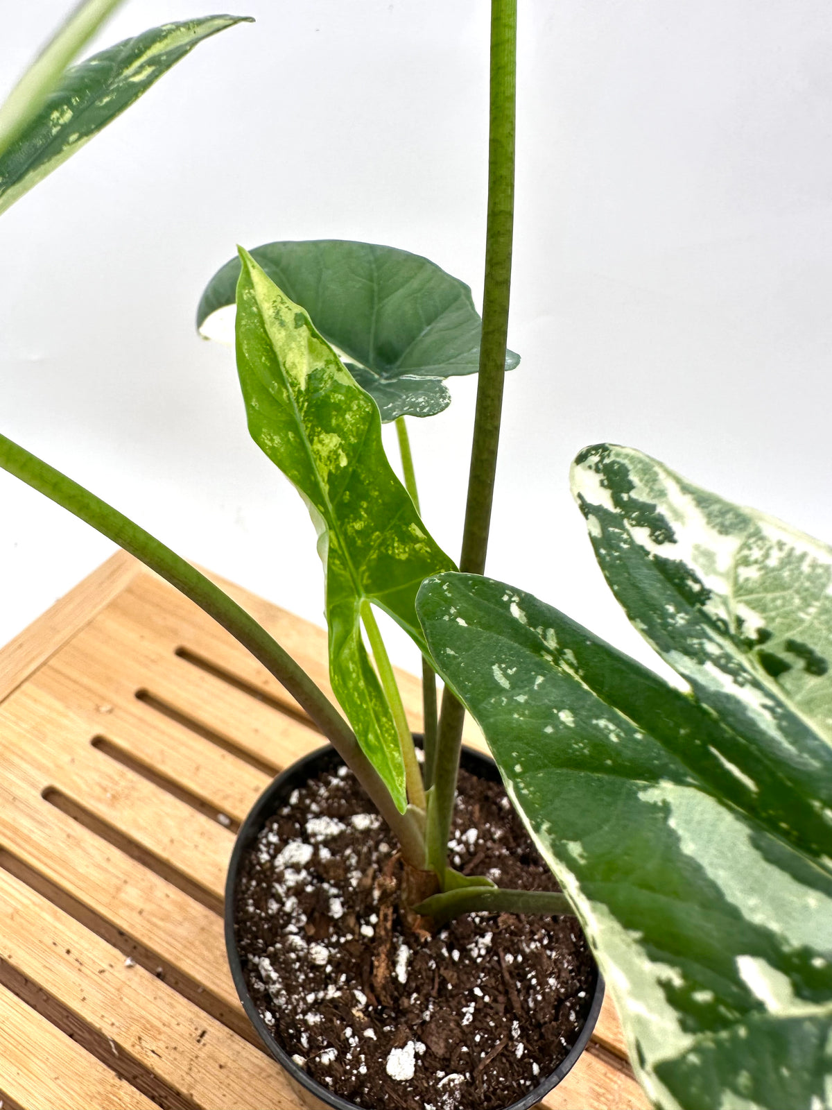 Alocasia Simpo Albo Variegated