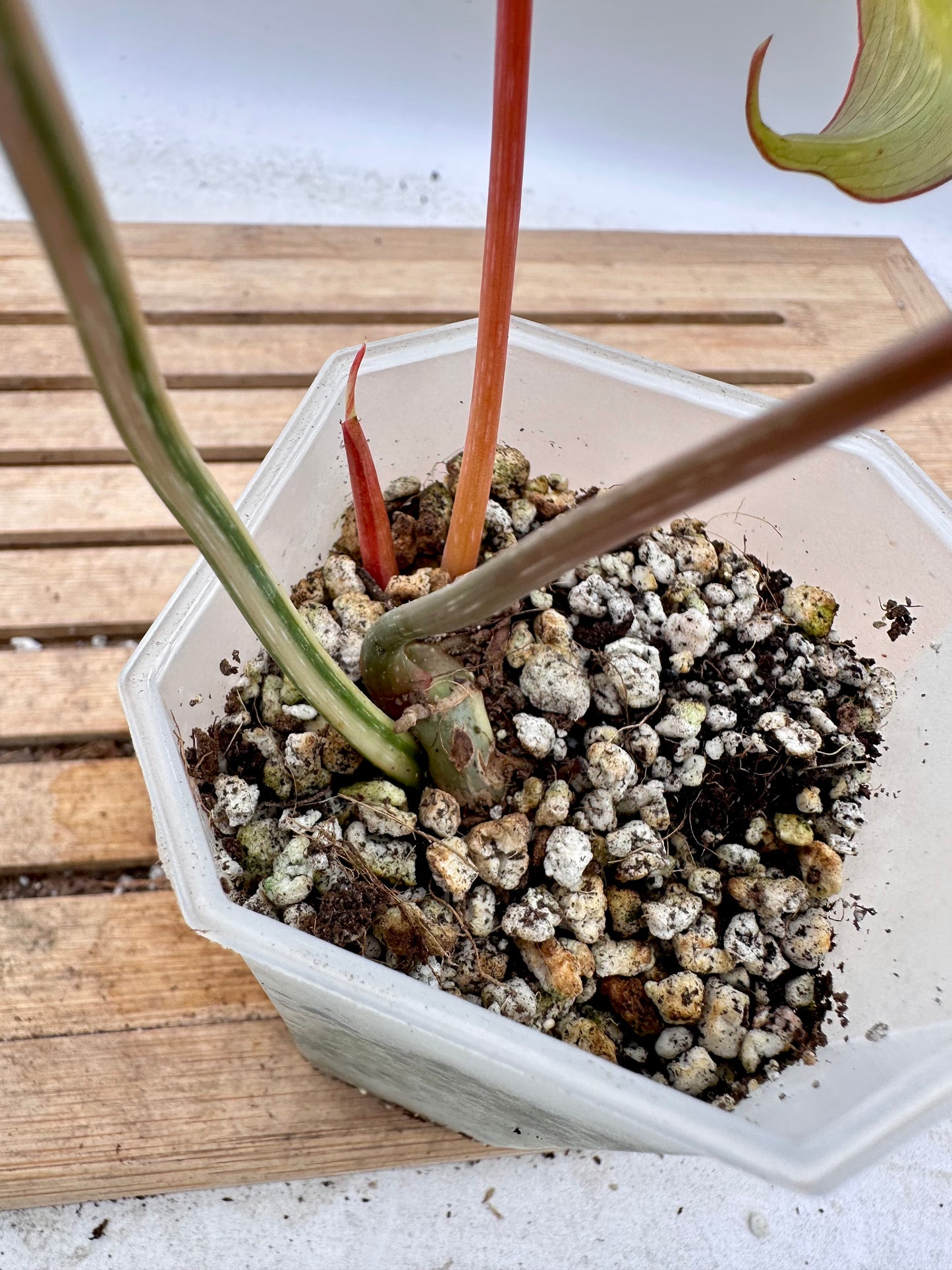 Philodendron Gloriosum Variegated - Clearance Sale 💚