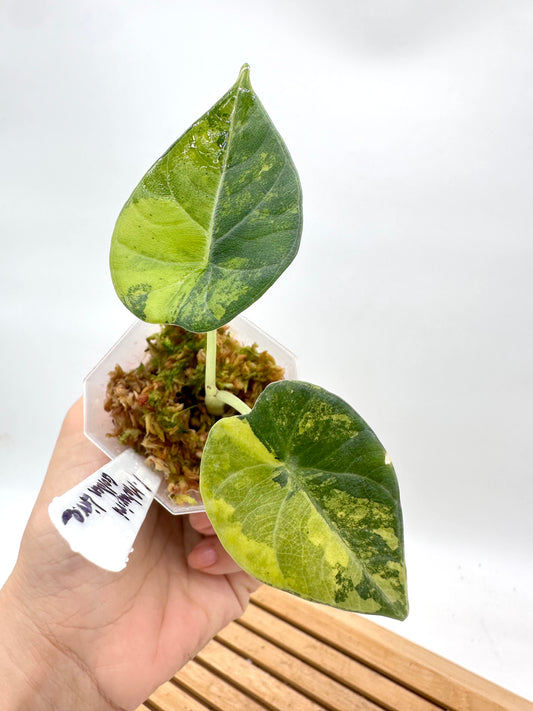 Alocasia Maharini ‘Lemon Lime’ Variegated