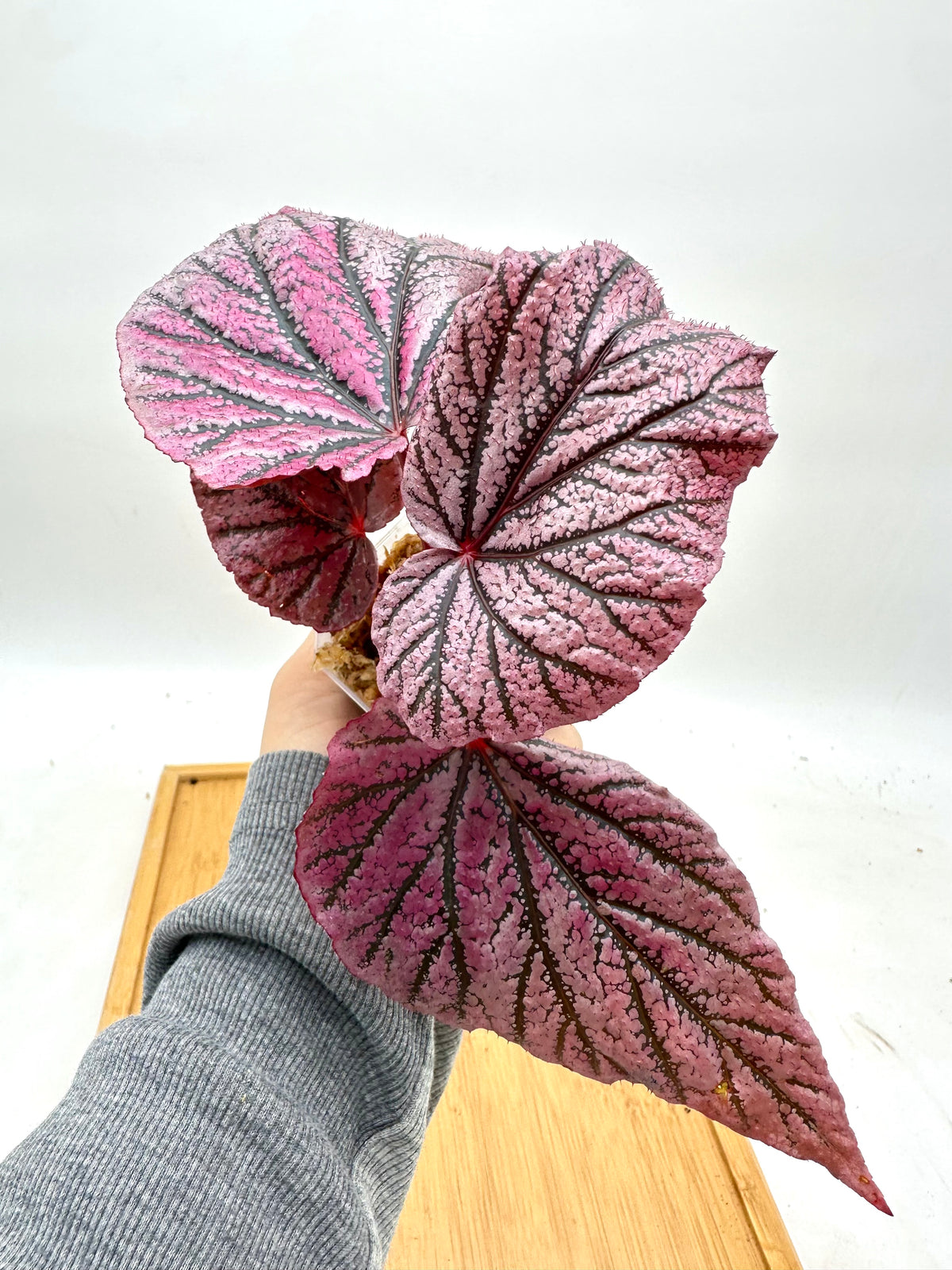 Begonia ‘Red Berry’