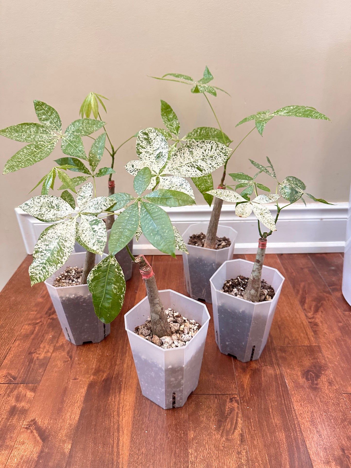 Variegated Money Tree - Thanksgiving Sale ❤️🔥