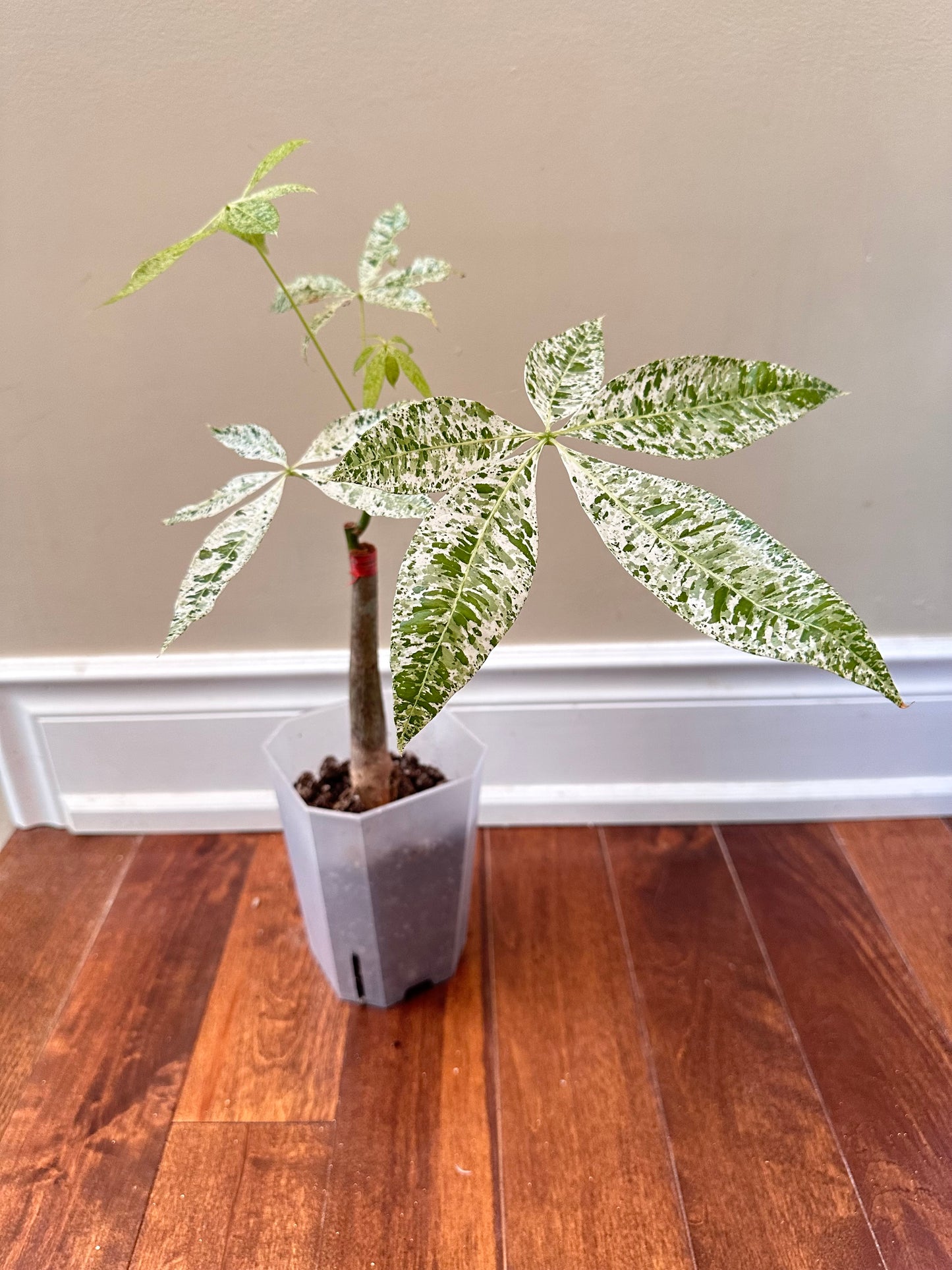 Variegated Money Tree C - August Sale
