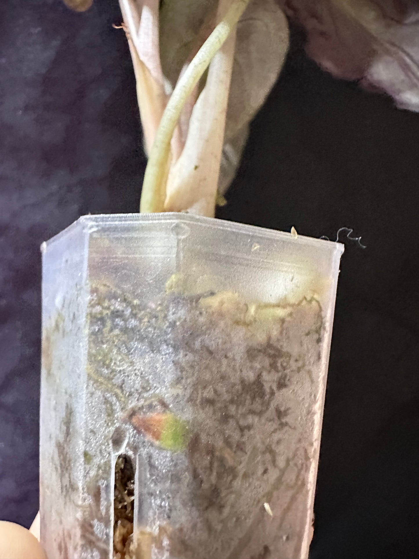 Alocasia Venom CORM