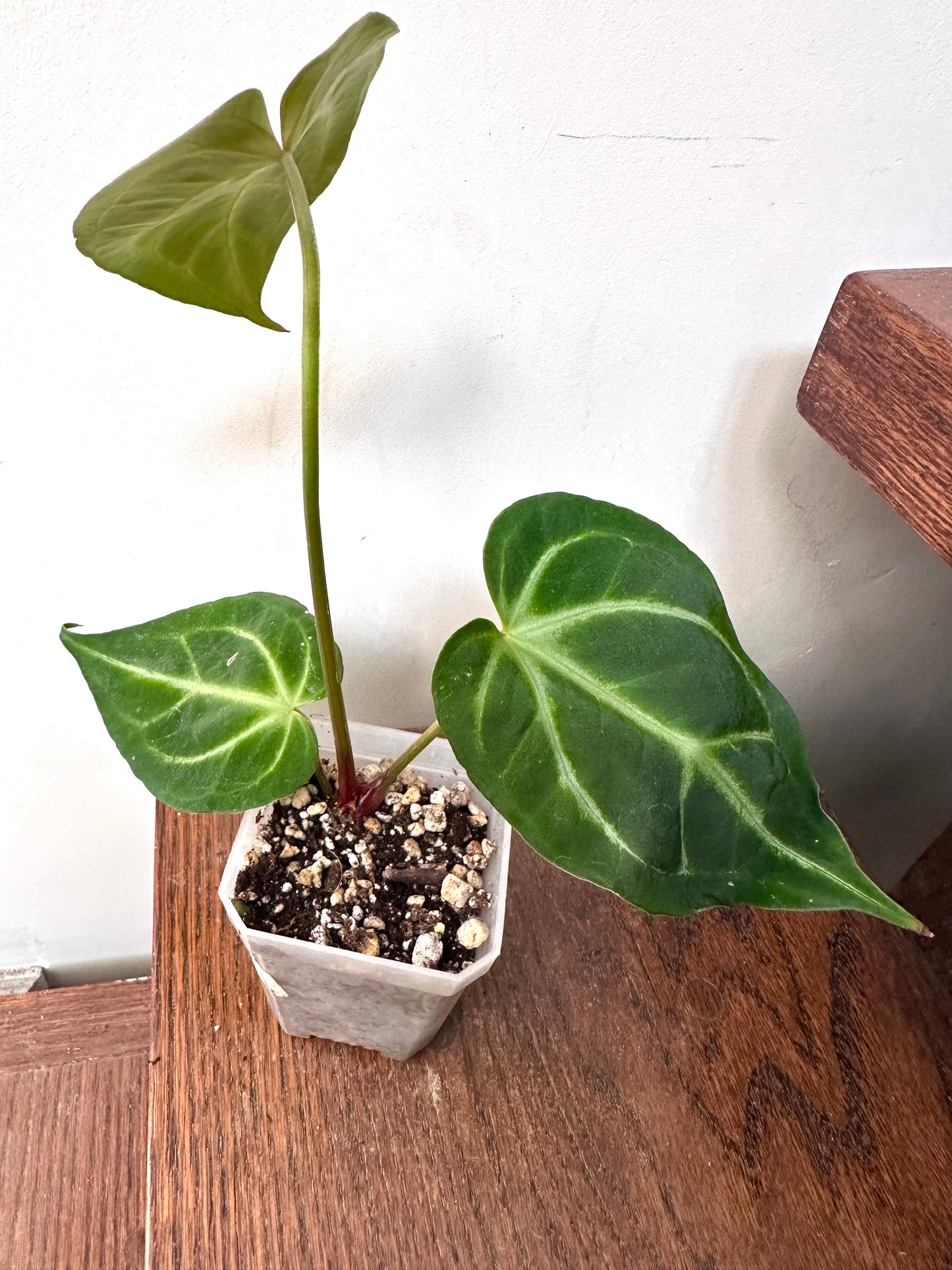 Anthurium Noid - Thanksgiving Sale 💚