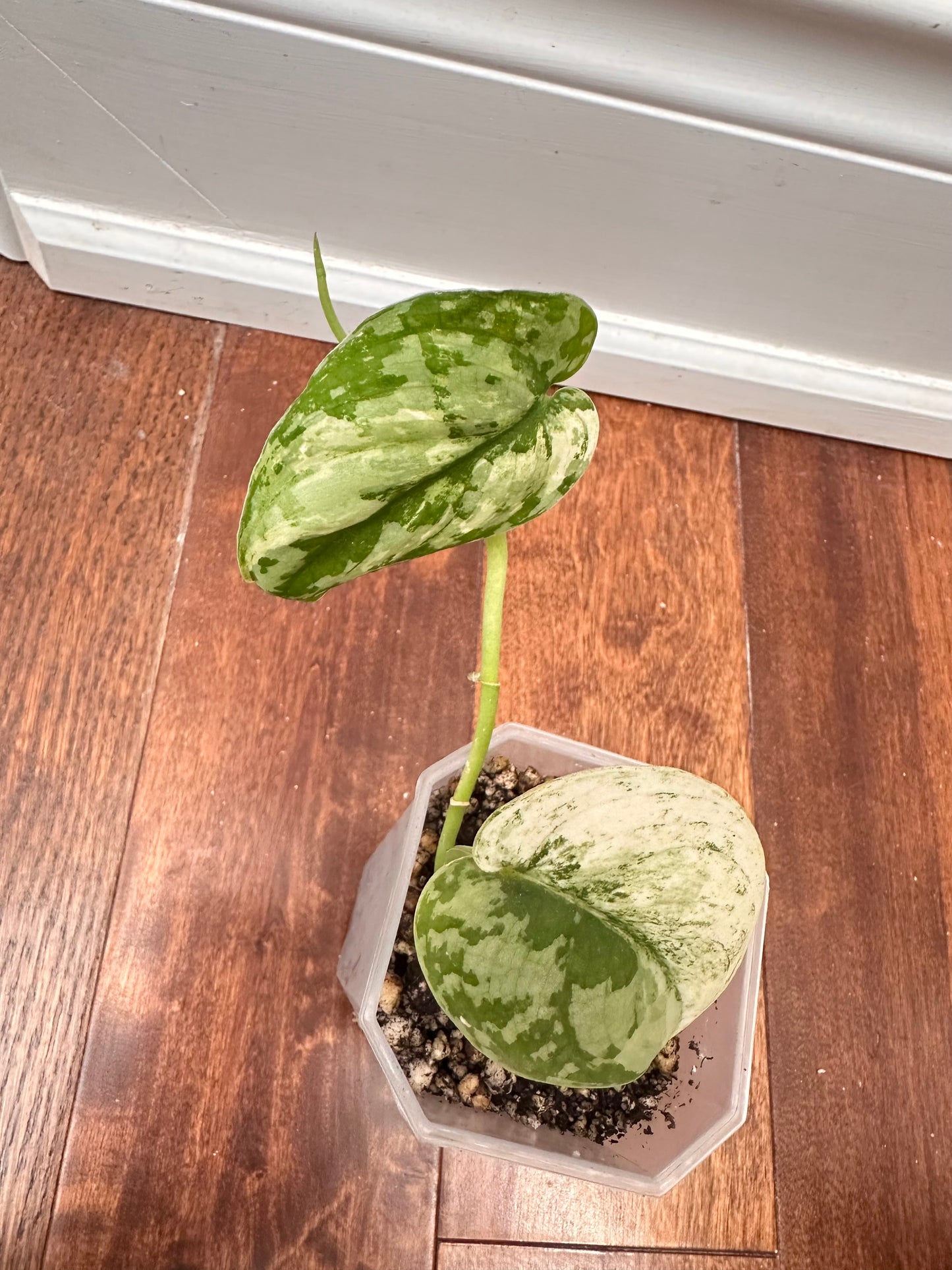 Scindapsus Mayari
