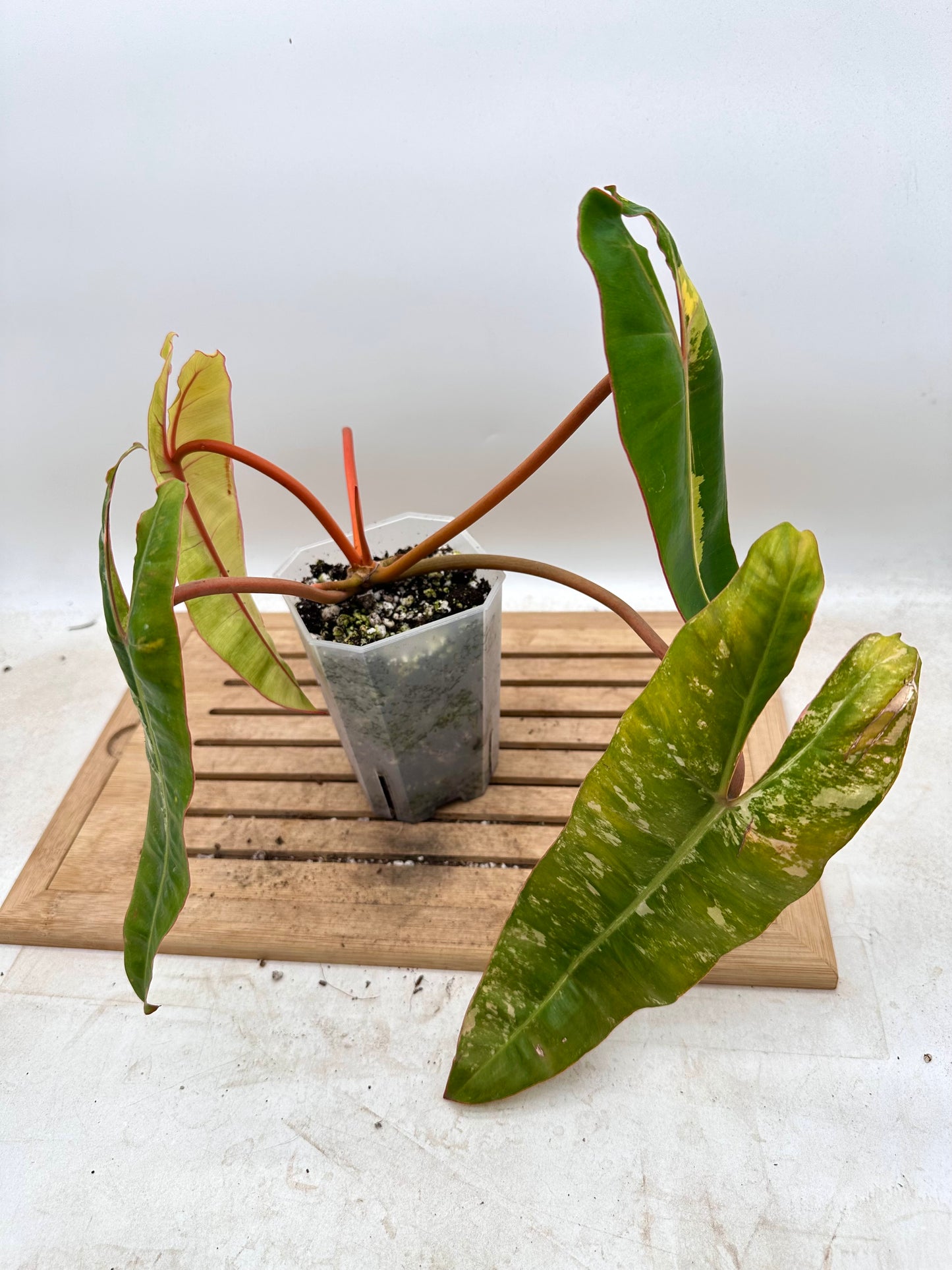 Philodendron Billiatiae Variegated