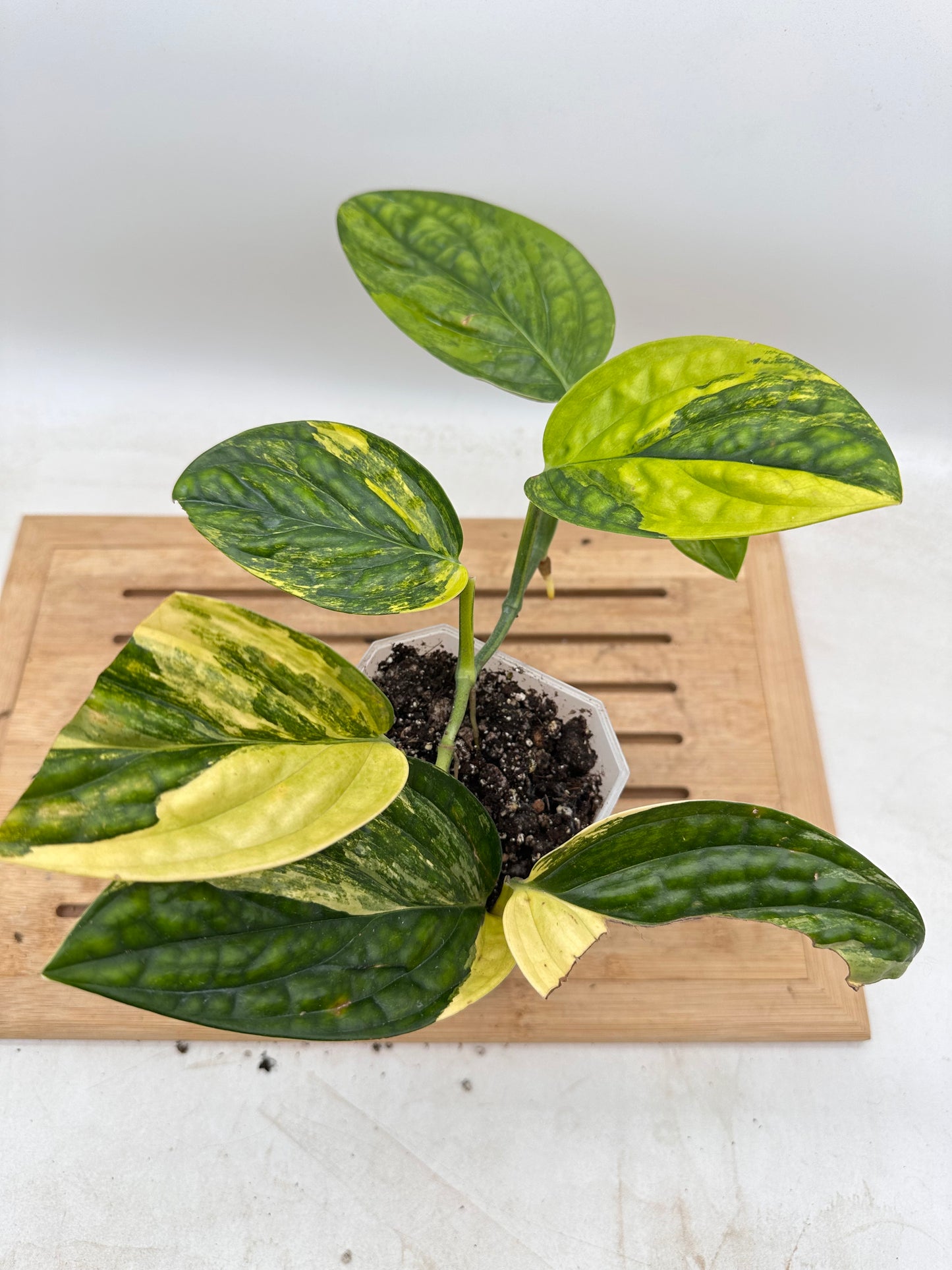 Monstera Peru Variegated
