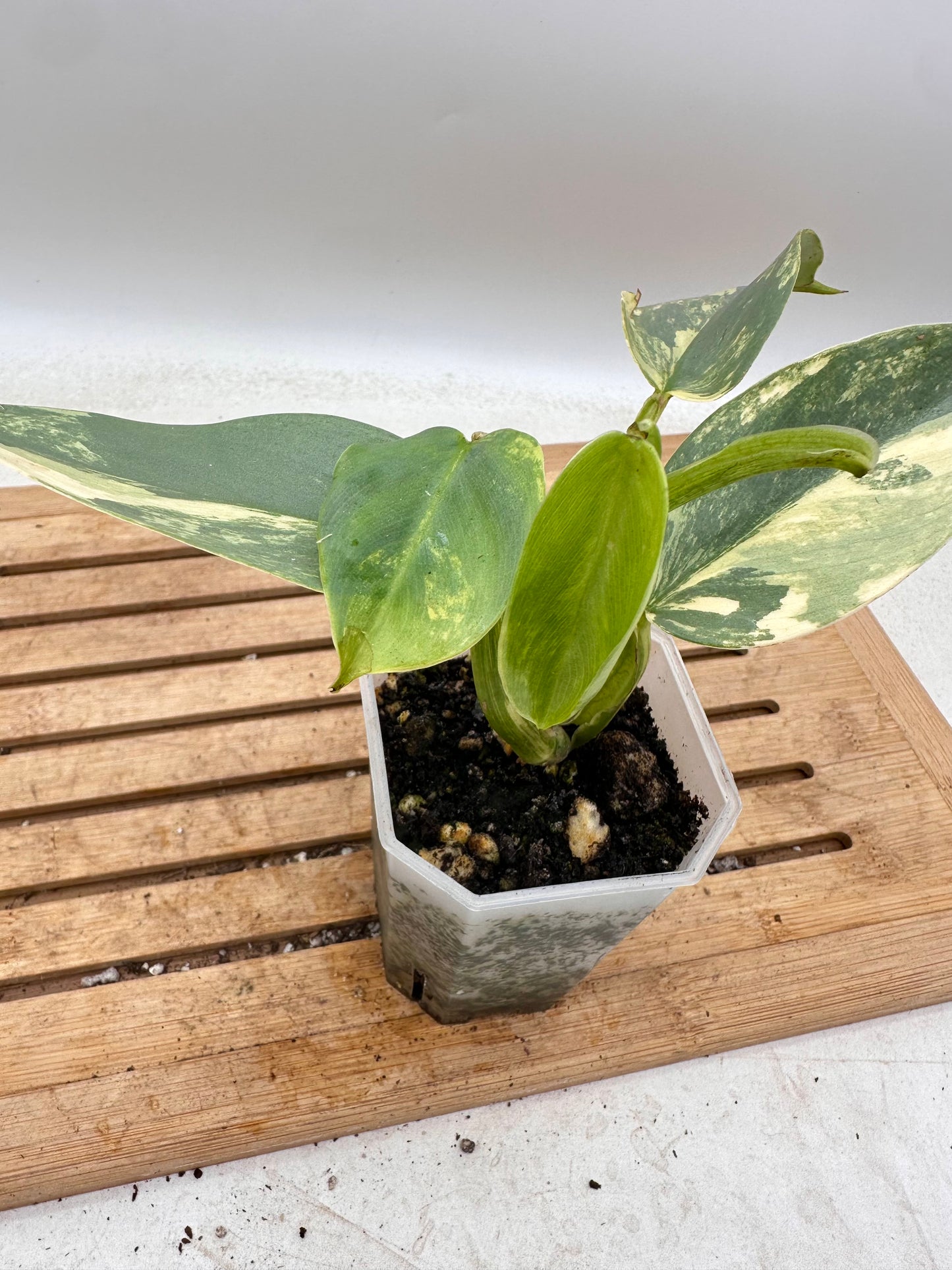 Philodendron Silver Sword Variegated - Thanksgiving Sale 💚