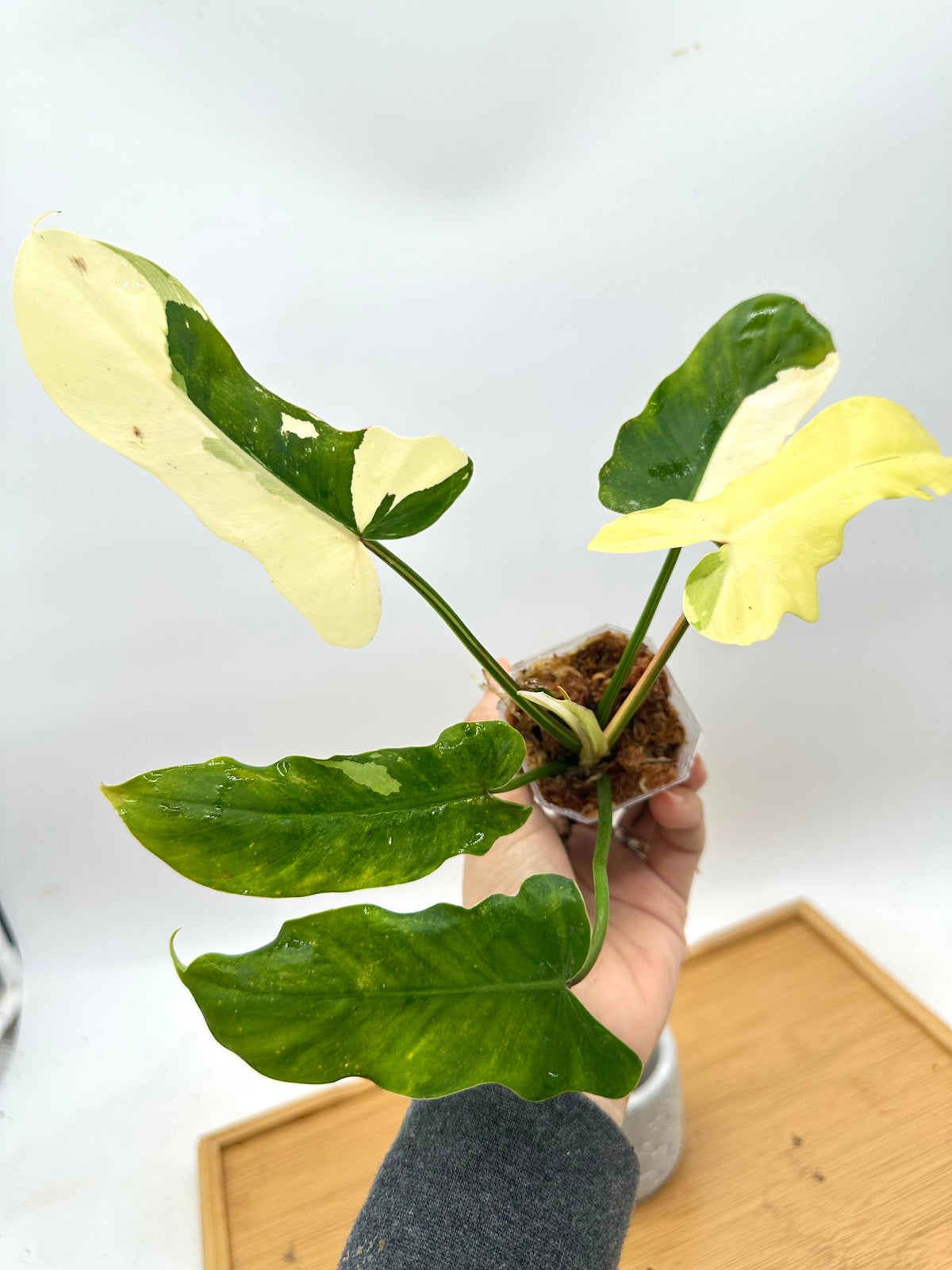 Philodendron Golden Dragon Albo Variegated
