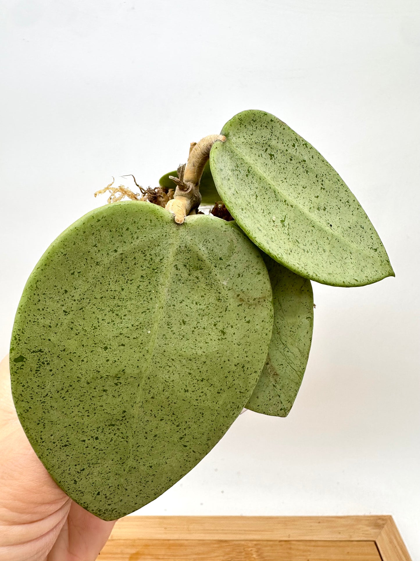 Hoya Verticillata ‘Silver Heart’