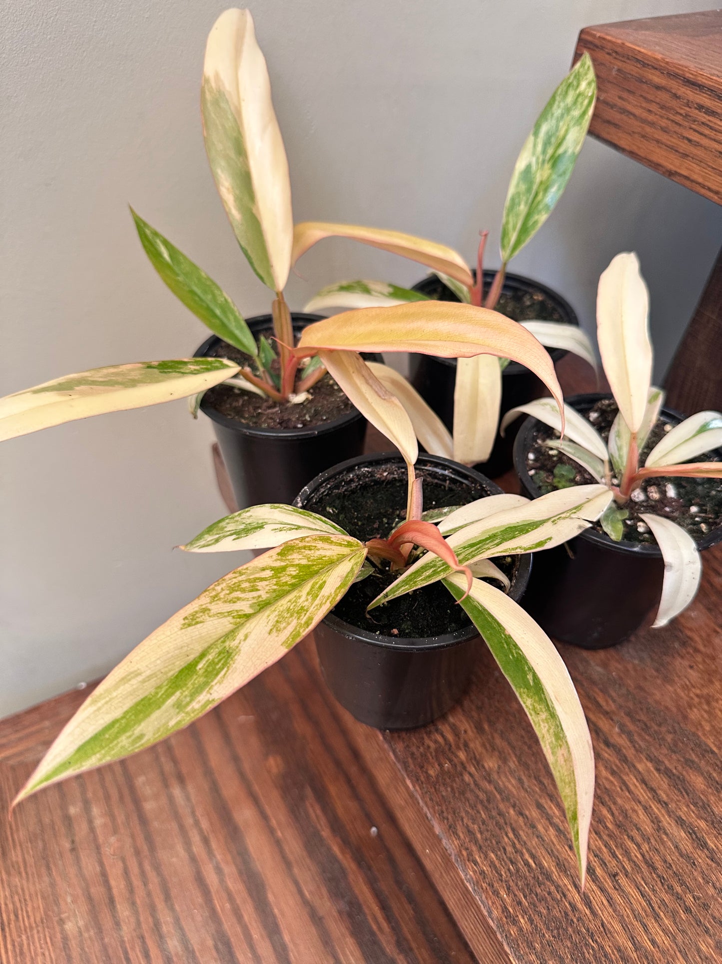 Philodendron Caramel Marble - Locally Nursery Grown