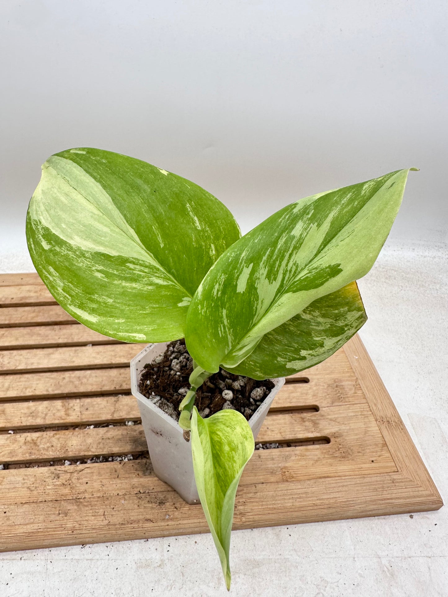 Scindapsus Treubii Albo Variegated - Thanksgiving Sale 💚
