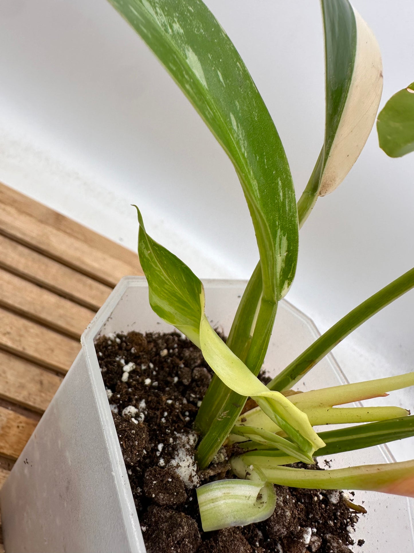 Philodendron Wend Imbe Variegated - August Sale