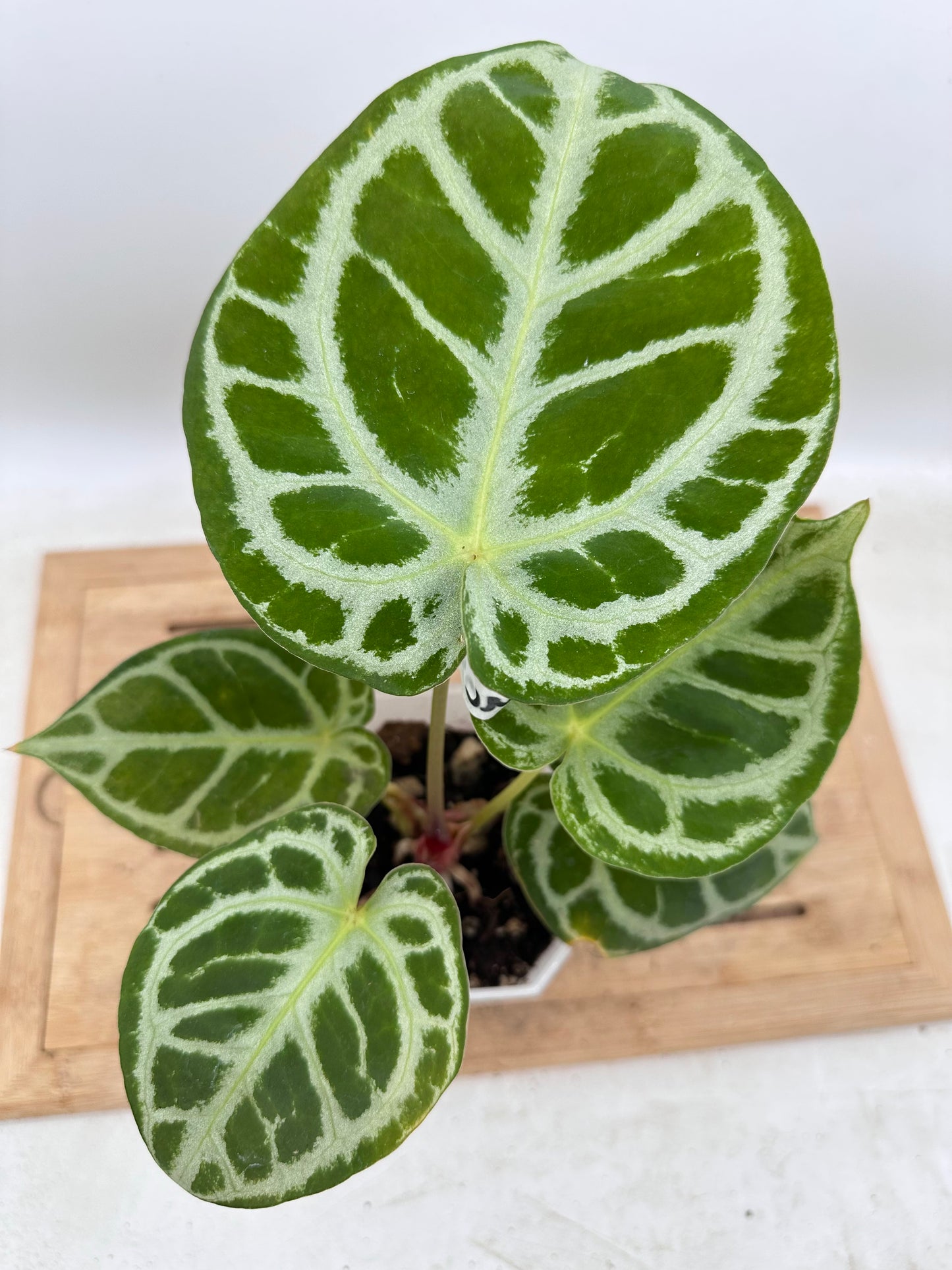 Anthurium Red Tiger Mutant - Good Size - Thanksgiving Sale 💚