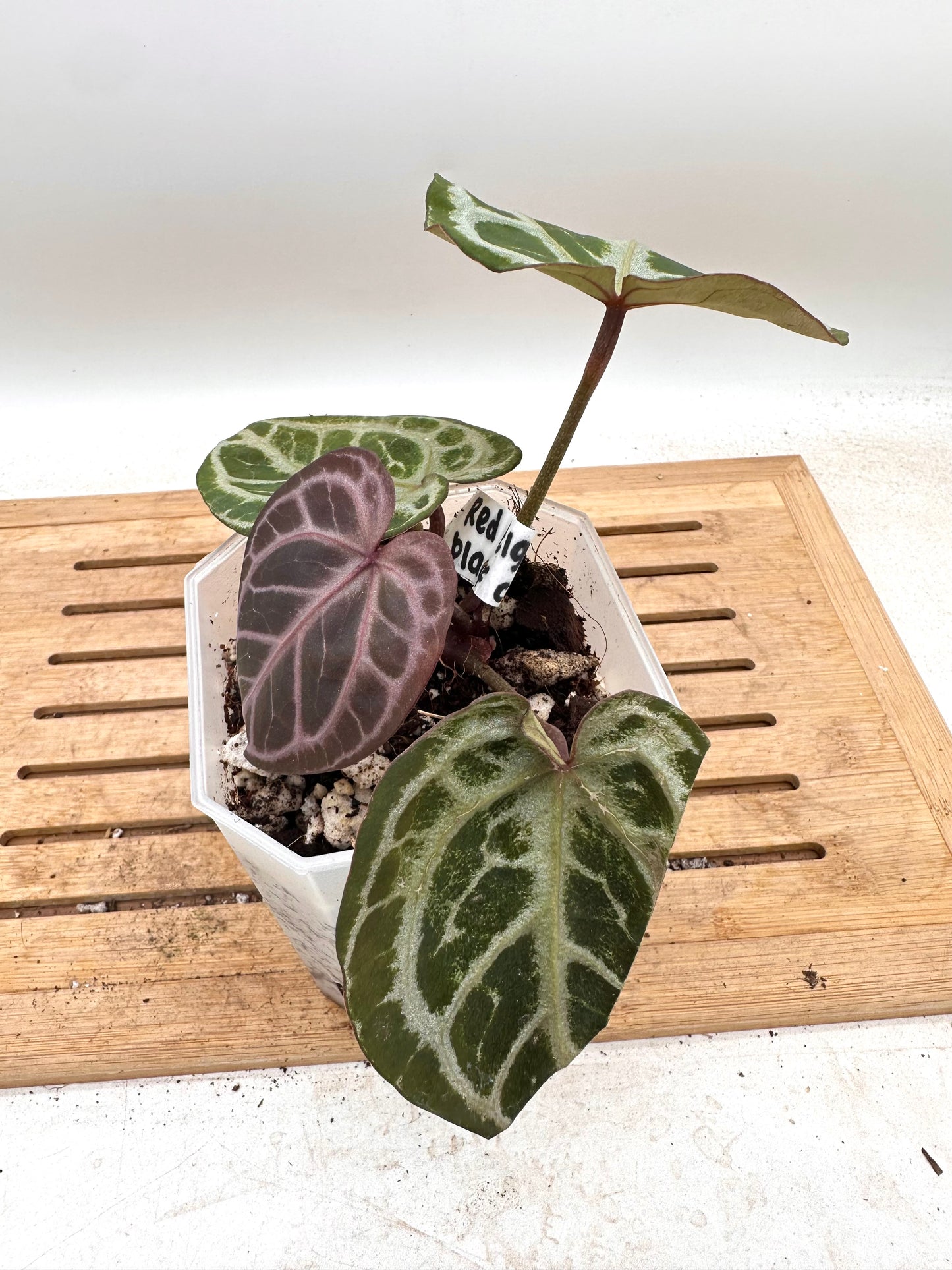Anthurium Red Tiger x Black Crystallinum - Thanksgiving Sale 💚