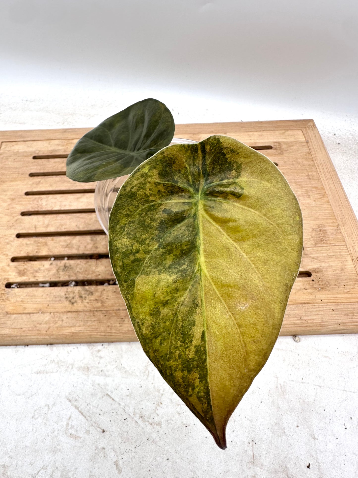 Alocasia Wentii Sunset Variegated - Grown from Big Corm