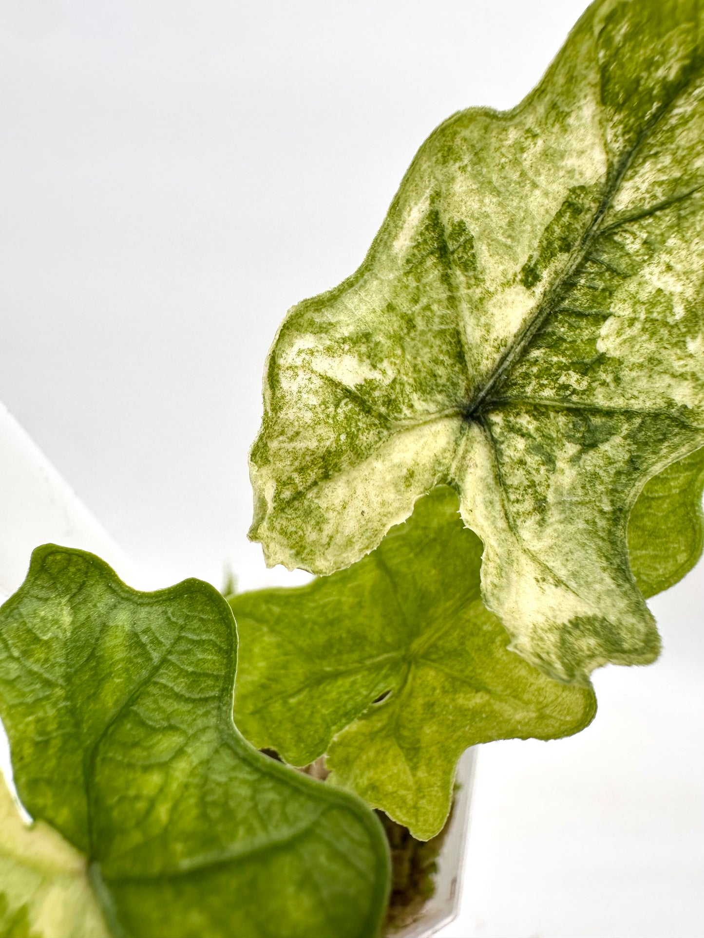 Alocasia Jacklyn Mystic Variegated 066