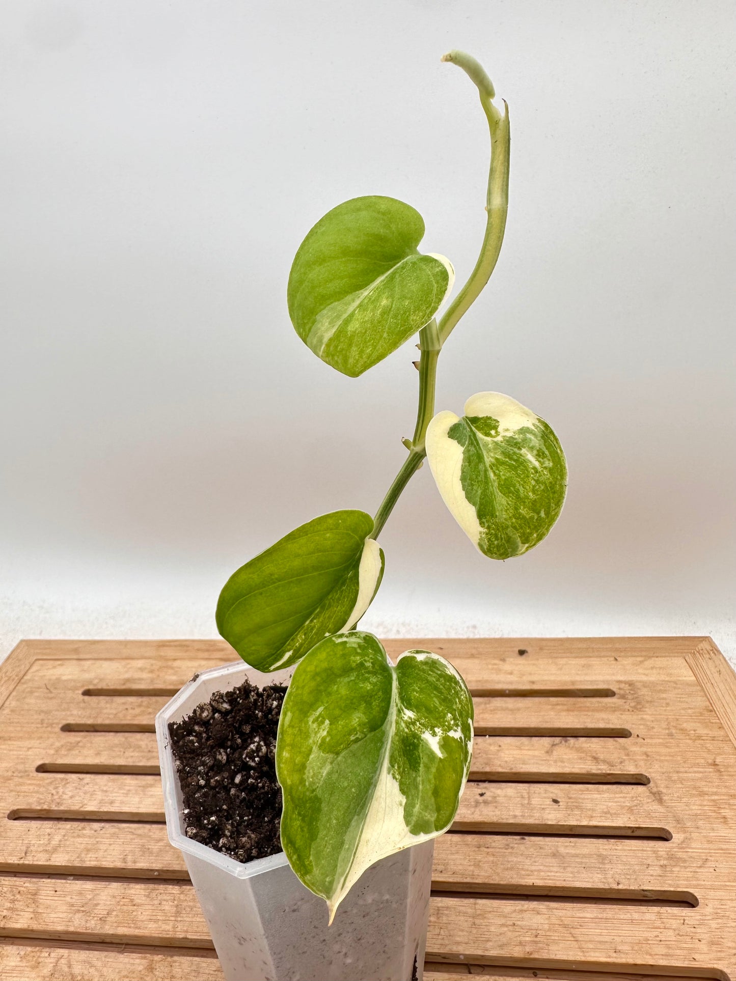 Scindapus Mangurai B - August Sale