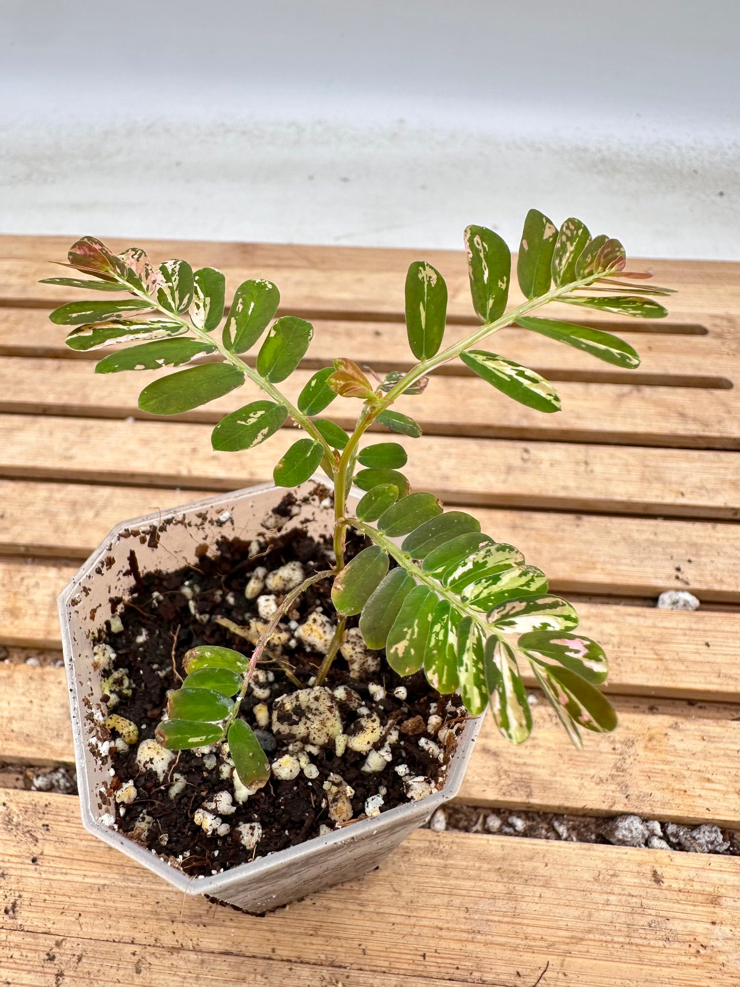 Phyllanthus Urinaria Pink Variegated