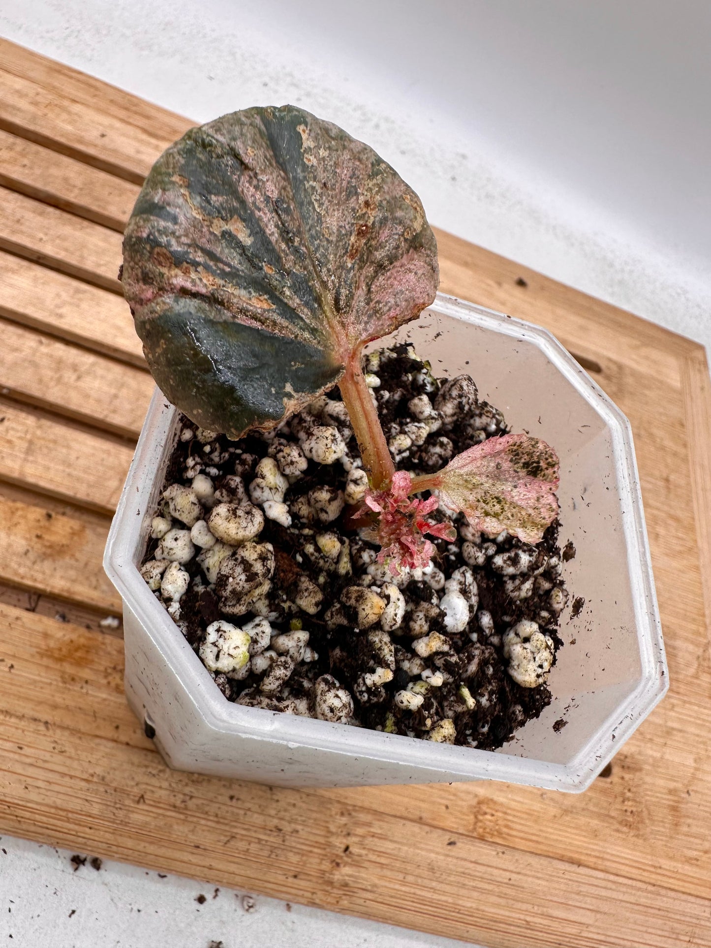 Begonia Cucullata Pink Variegated - August Sale
