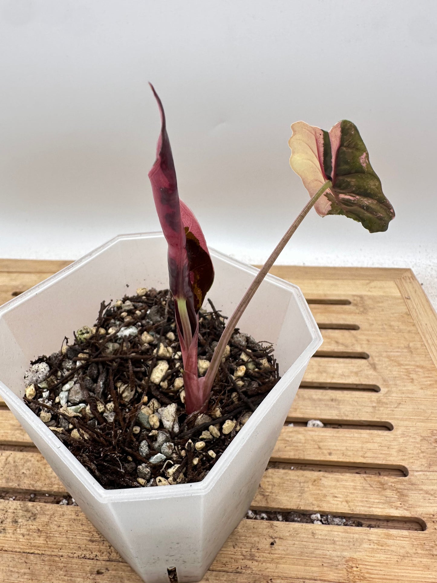 Alocasia Chantrieri Pink Variegated - Thanksgiving Sale