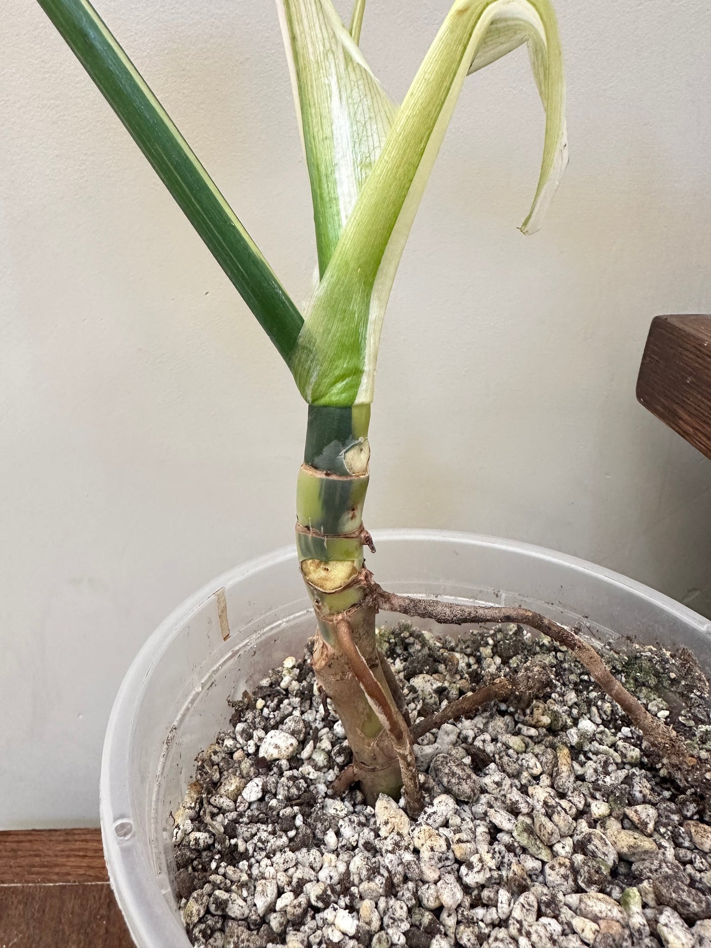 Philodendron Golden Dragon Albo Variegated