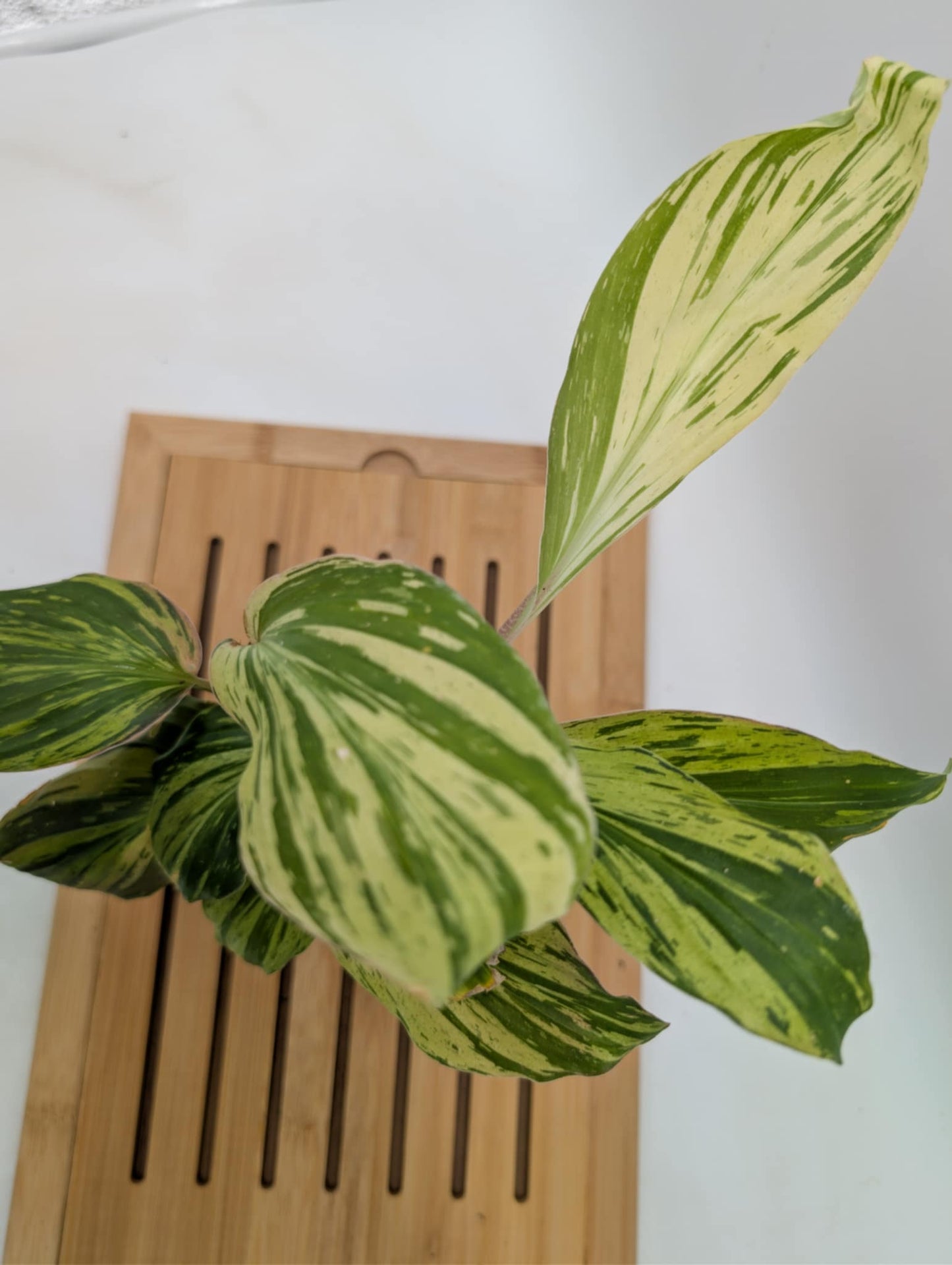 Variegated Peacock Ginger