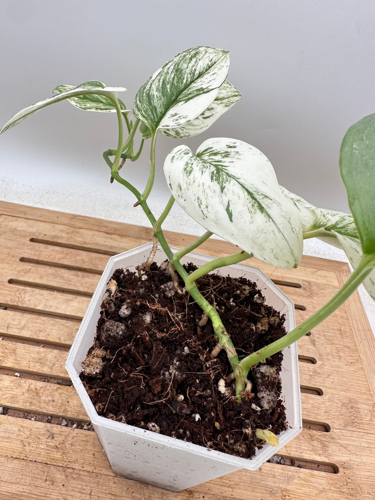 Scindapsus Treubii Moonlight White Mutation - Thanksgiving Sale 💚