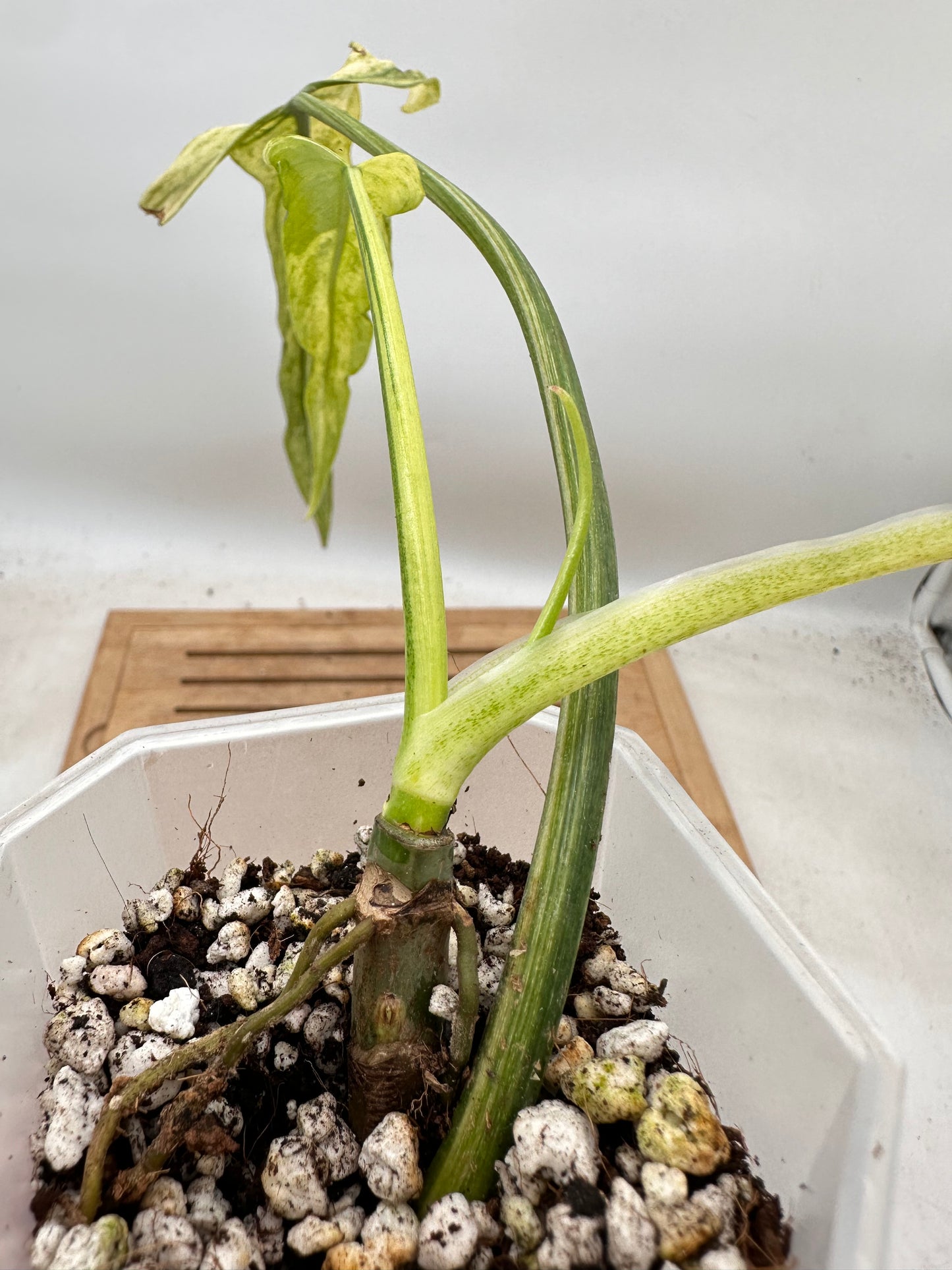 Philodendron Paloraense Variegated - Top Cutting