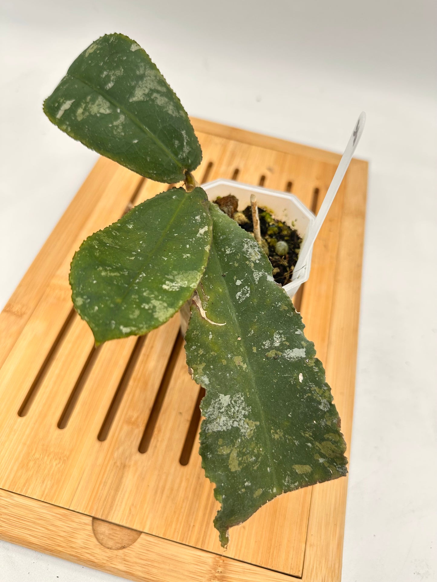 Hoya Undulata Splash - 034