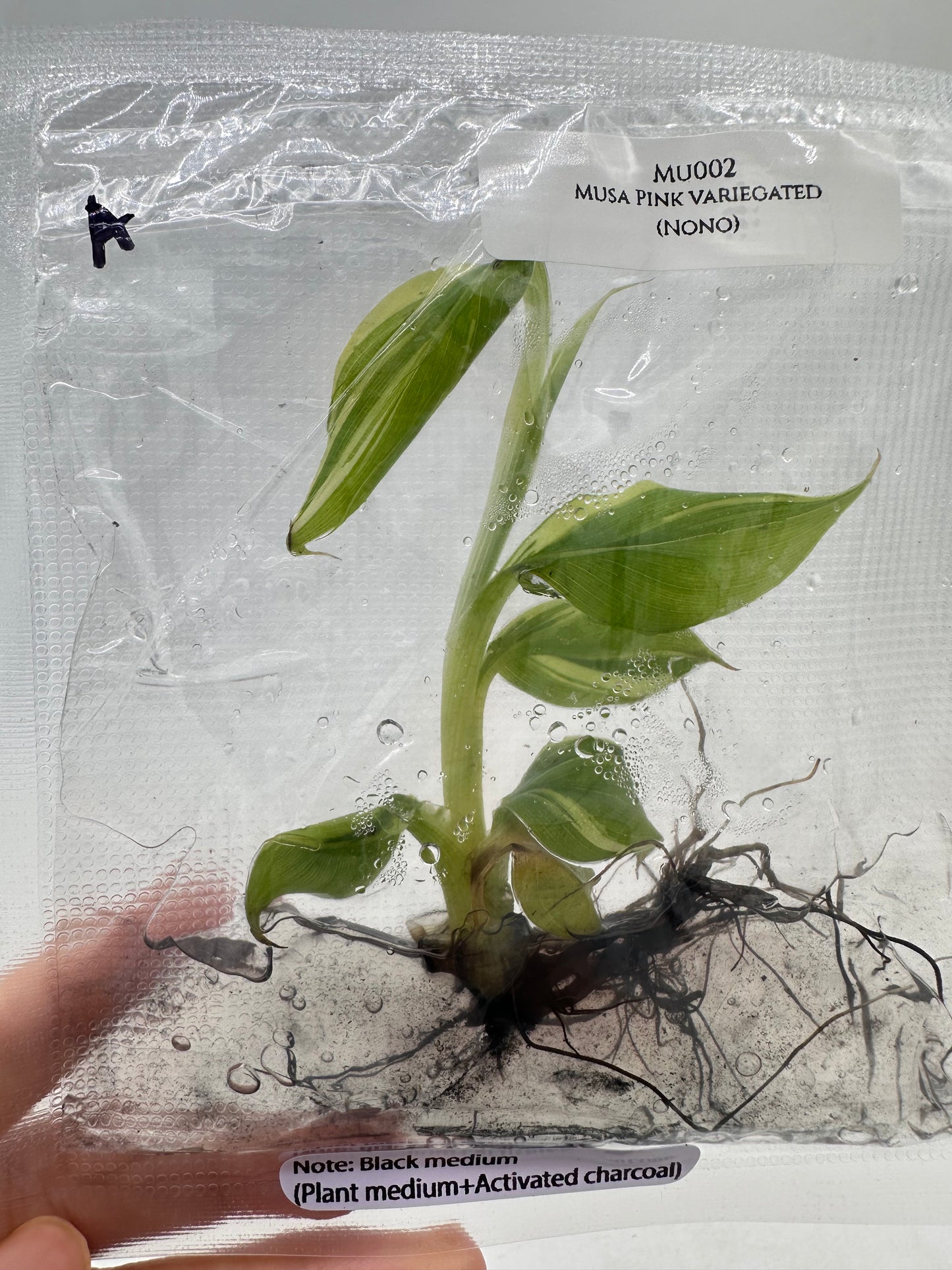 Tissue Culture - Musa Pink Variegated Banana Tree