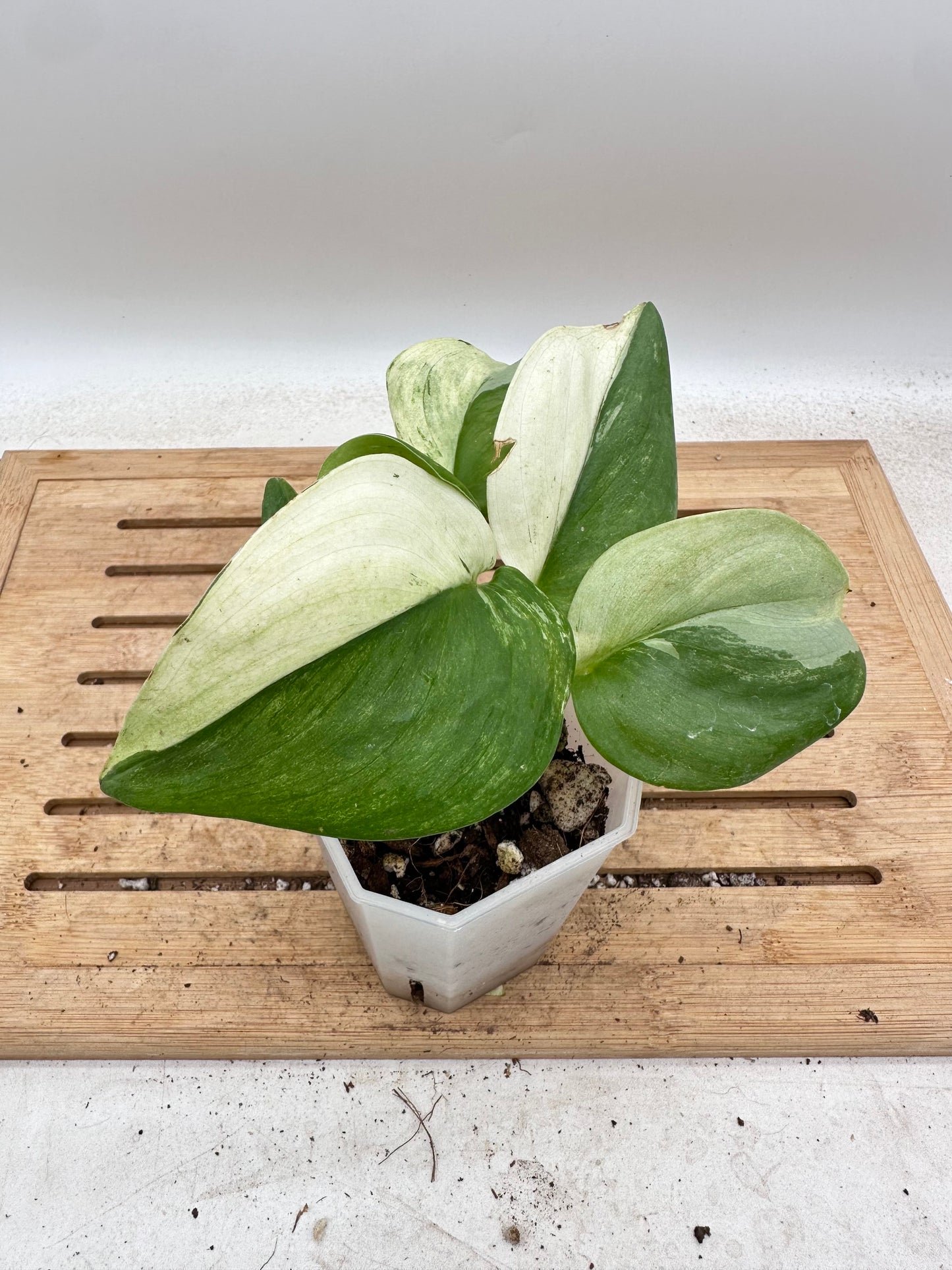 Scindapsus Treubii Albo Variegated